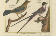 Hand-Colored Engraving of Exotic Tropical Birds from Histoire Naturelle, 1790