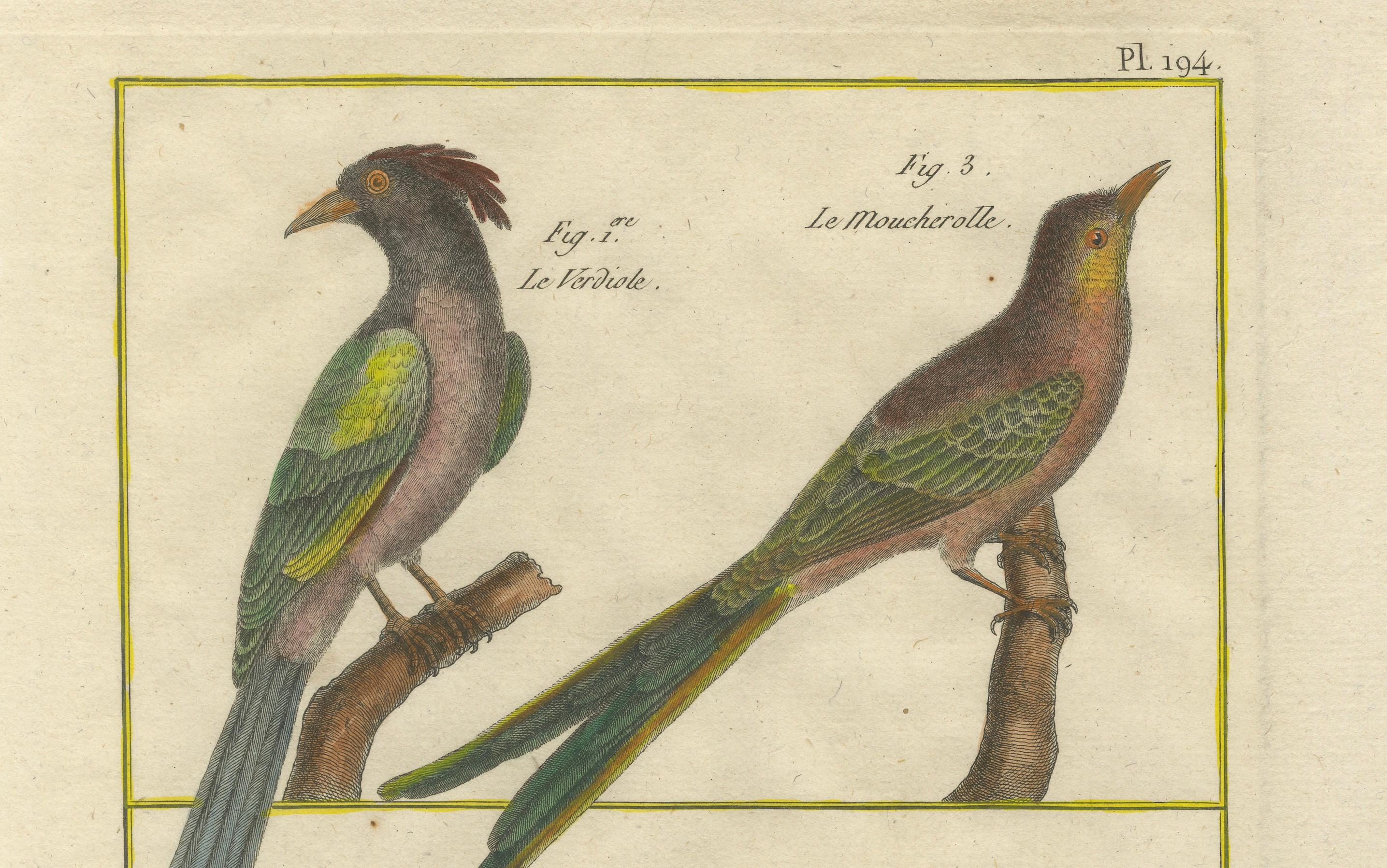 Grabado coloreado a mano de aves tropicales exóticas de la Histoire Naturelle, 1790 en Bueno estado para la venta en Langweer, NL