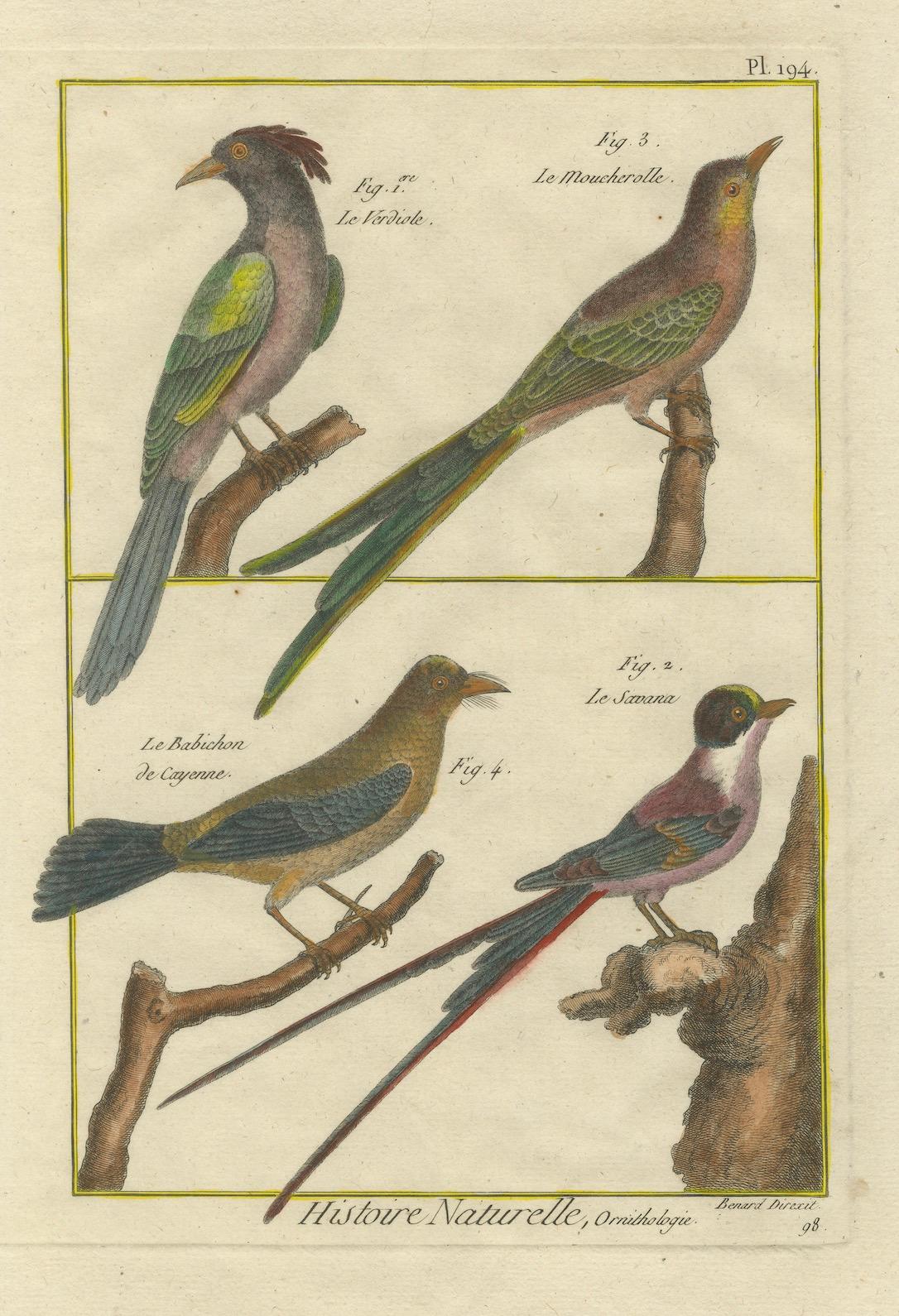 Grabado coloreado a mano de aves tropicales exóticas de la Histoire Naturelle, 1790 finales del siglo XVIII en venta