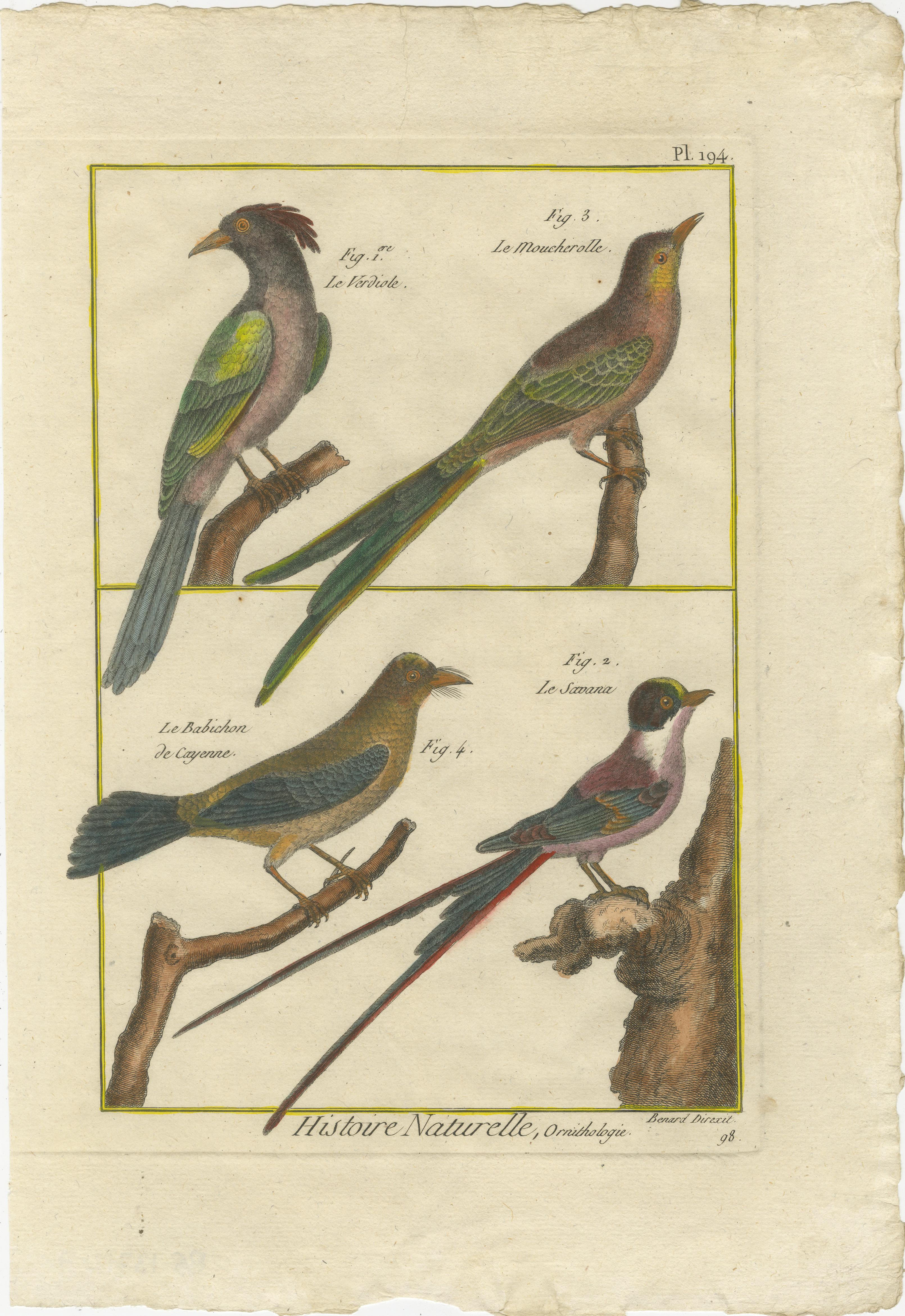 Grabado coloreado a mano de aves tropicales exóticas de la Histoire Naturelle, 1790 Papel en venta