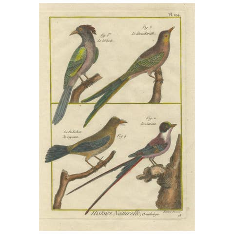 Hand-Colored Engraving of Exotic Tropical Birds from Histoire Naturelle, 1790
