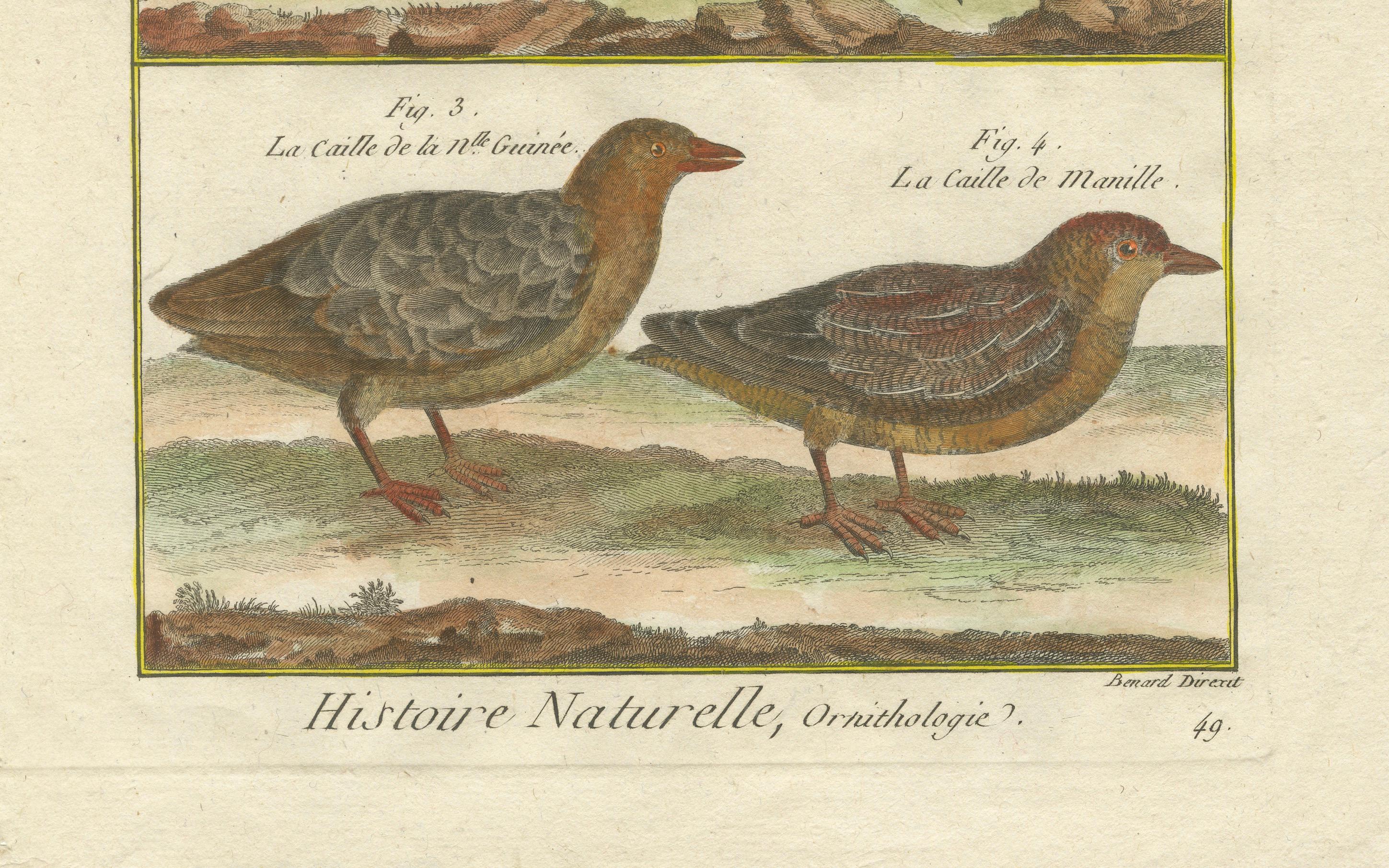 Dieser Stich ist ein handkolorierter Kupferstich von Robert Benard, Teil der *Histoire Naturelle* aus der *Encyclopédie Méthodique*, um 1790. Es zeigt verschiedene Arten von Wachteln (*Cailles*), die in verschiedenen Teilen der Welt verbreitet