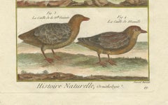 Hand-Colored Engraving of Global Quail Species from Histoire Naturelle, 1790