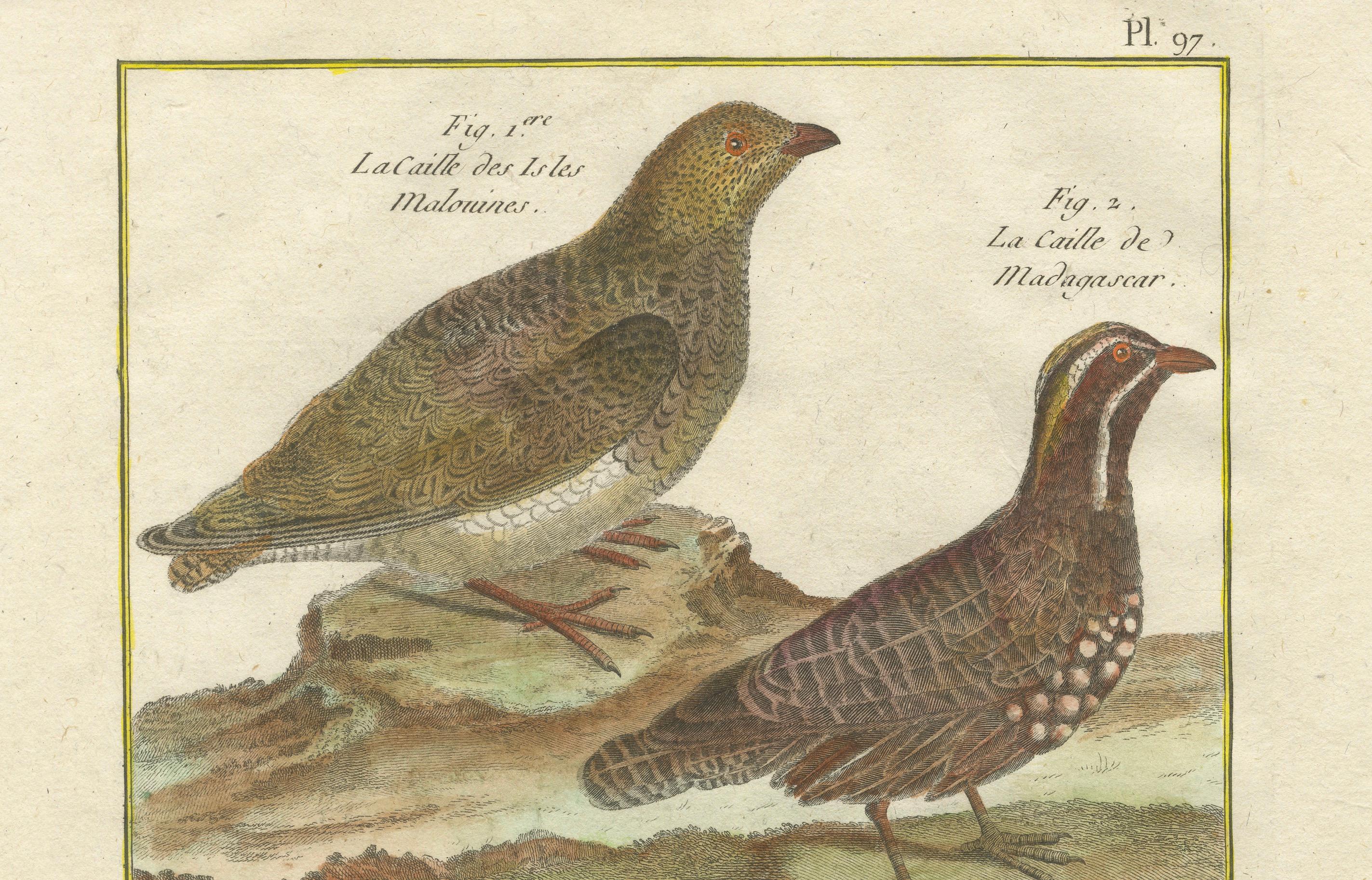 Handkolorierte Gravur Global Quail Species aus der Histoire Naturelle, 1790 (Graviert) im Angebot