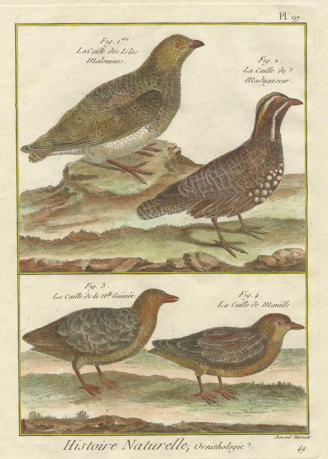 Handkolorierte Gravur Global Quail Species aus der Histoire Naturelle, 1790 im Zustand „Gut“ im Angebot in Langweer, NL
