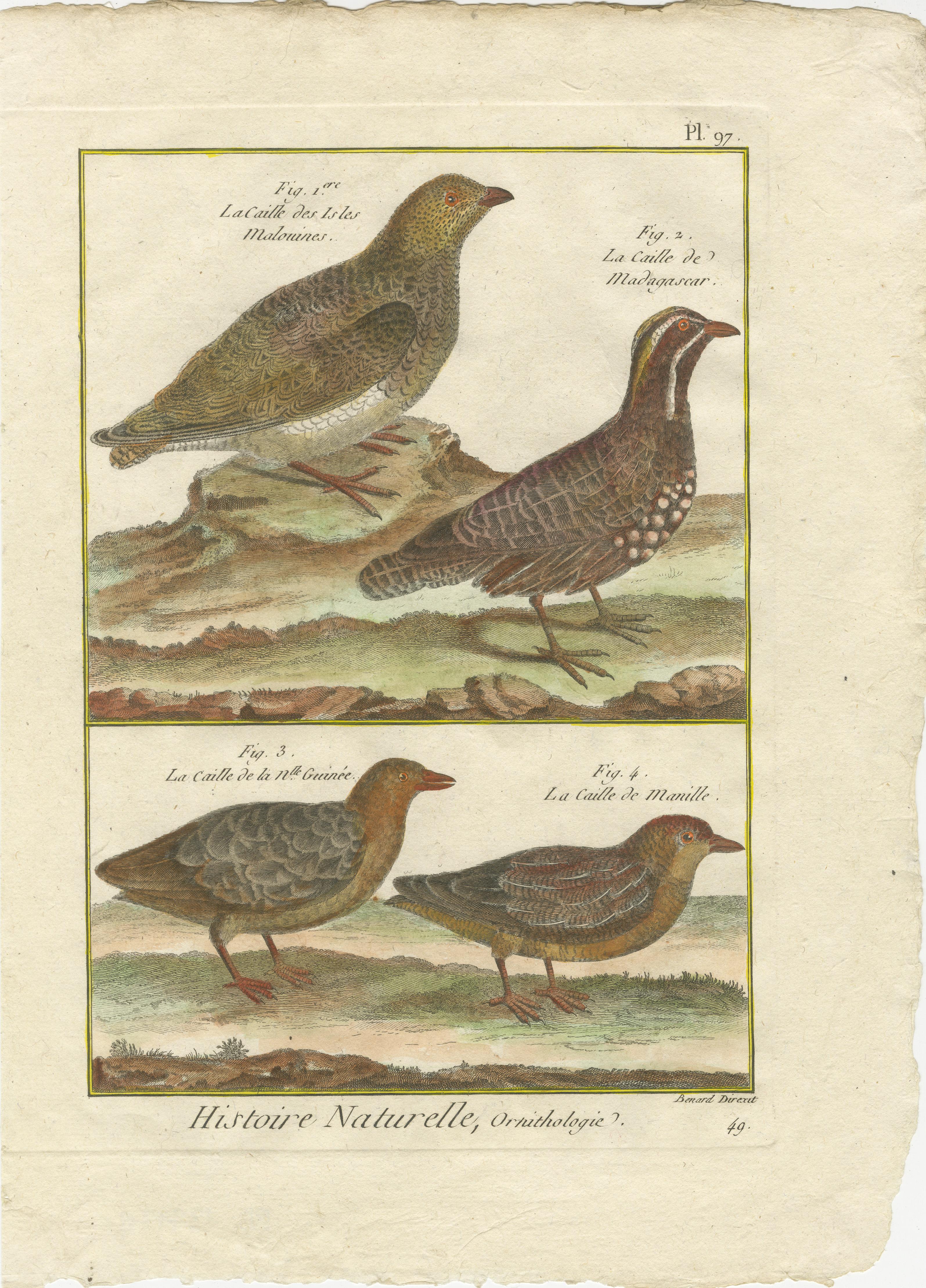 Handkolorierte Gravur Global Quail Species aus der Histoire Naturelle, 1790 (Spätes 18. Jahrhundert) im Angebot