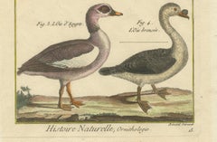 Hand-Colored Engraving of Goose Species from Histoire Naturelle, 1790