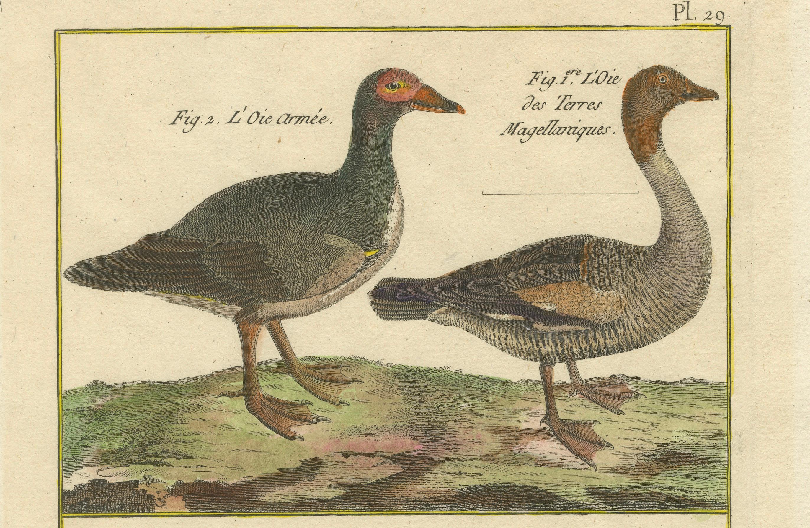Inciso Incisione colorata a mano di specie di oche da Histoire Naturelle, 1790 in vendita
