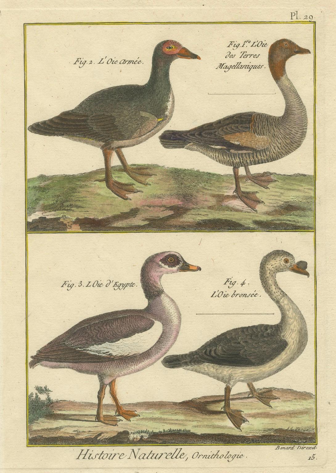 Incisione colorata a mano di specie di oche da Histoire Naturelle, 1790 In condizioni buone in vendita a Langweer, NL
