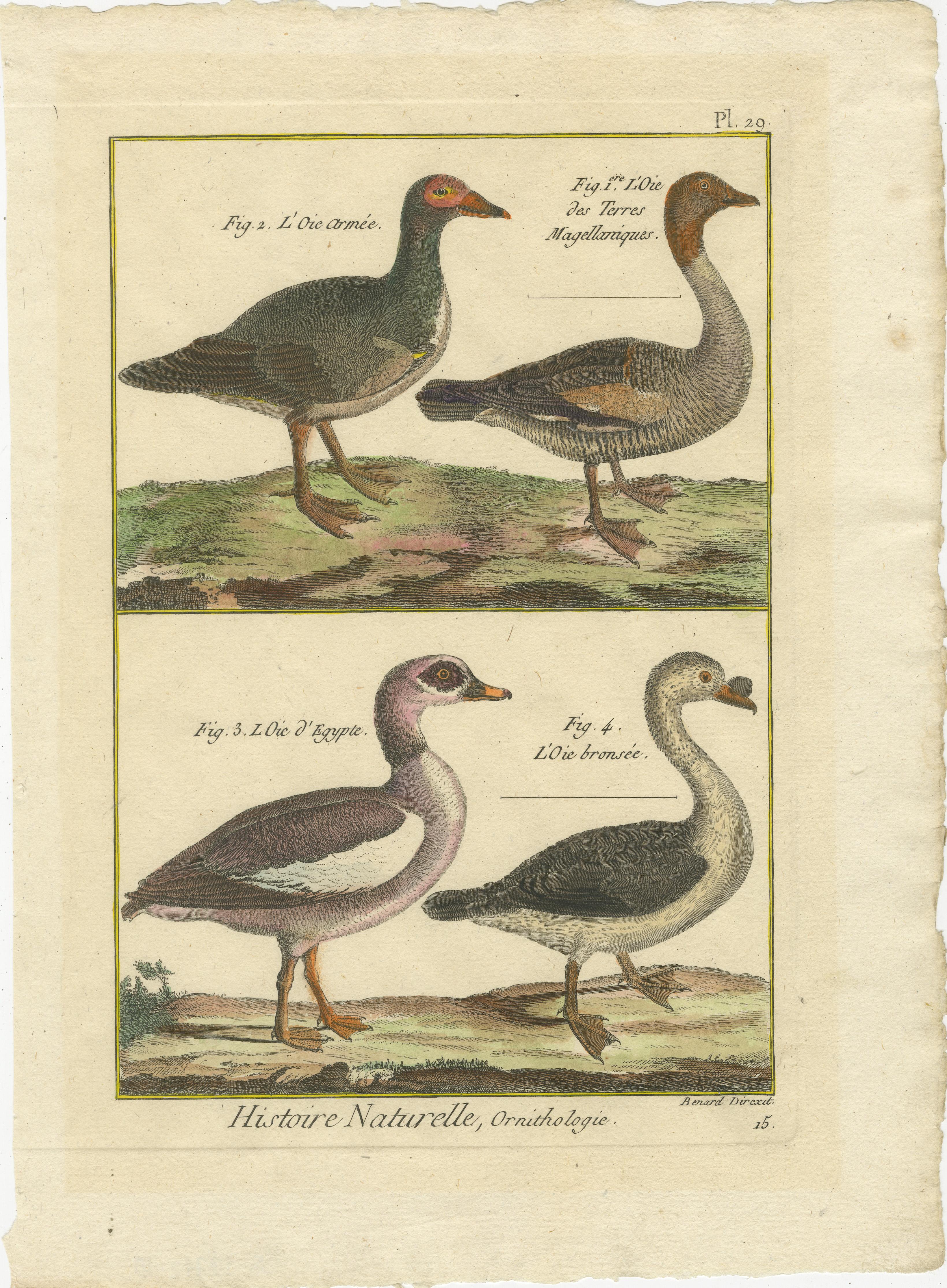 Fine XVIII secolo Incisione colorata a mano di specie di oche da Histoire Naturelle, 1790 in vendita