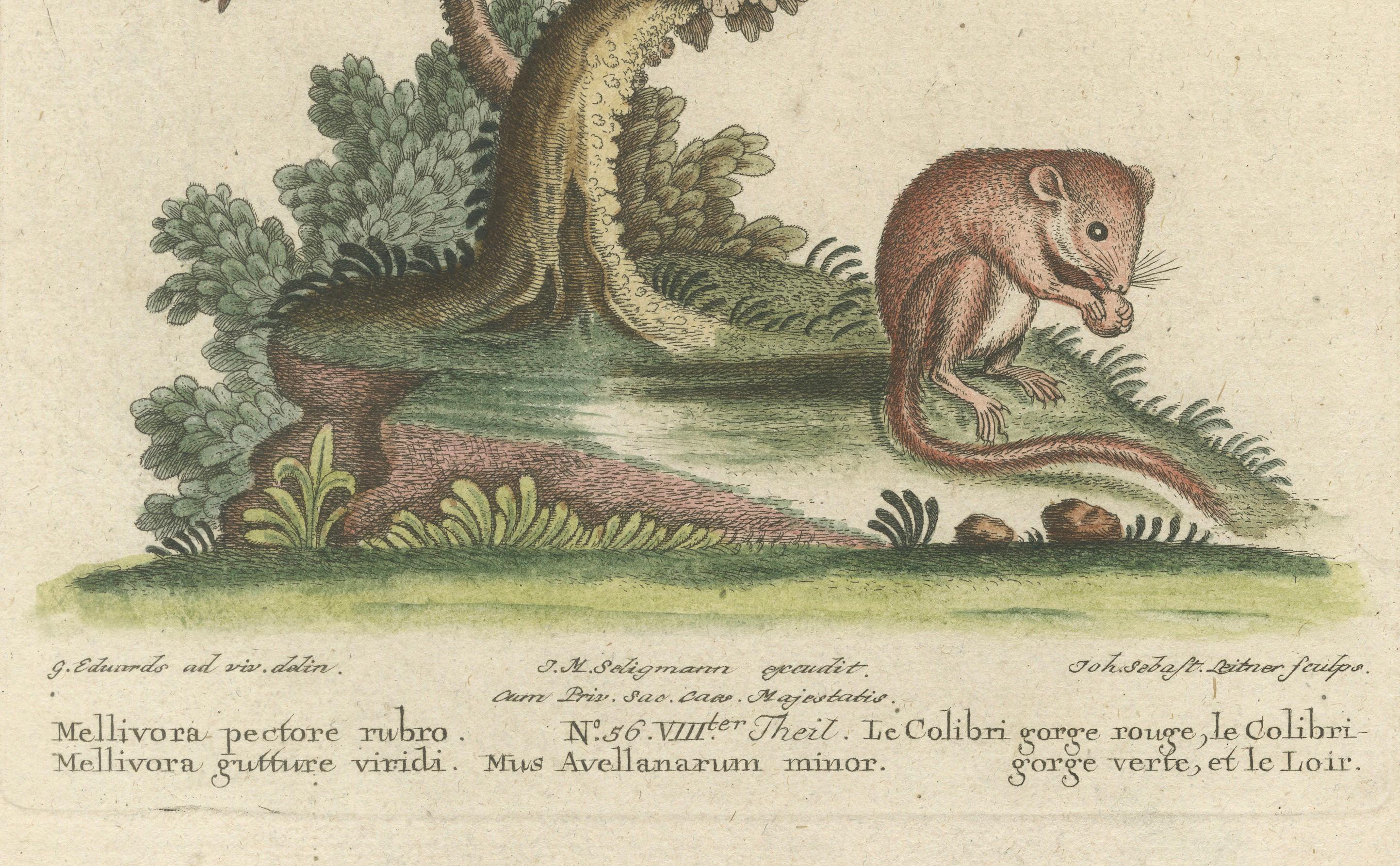 Titre : Der Kolibri mit rother Brust, der Kolibri mit grüner Brust, und der Siebenschläfer - Gravure à la main de colibris et de loirs par Johann Michael Seligmann, 18e siècle

Cette rare gravure coloriée à la main, intitulée *Der Kolibri mit rother