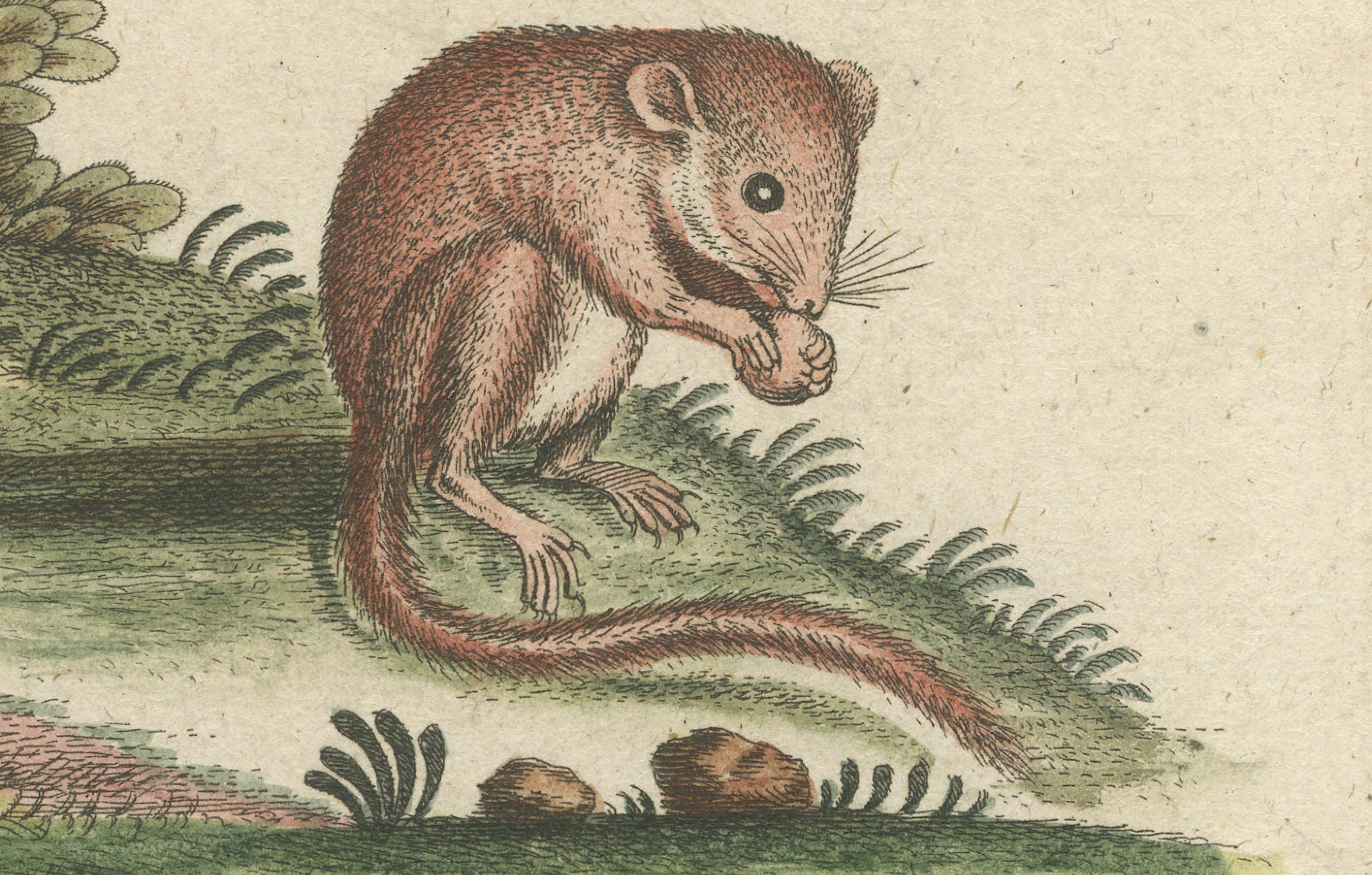 Gravé Gravure colorée à la main d'oiseaux de chasse et de dormouse par Seligmann, ca. 1770 en vente