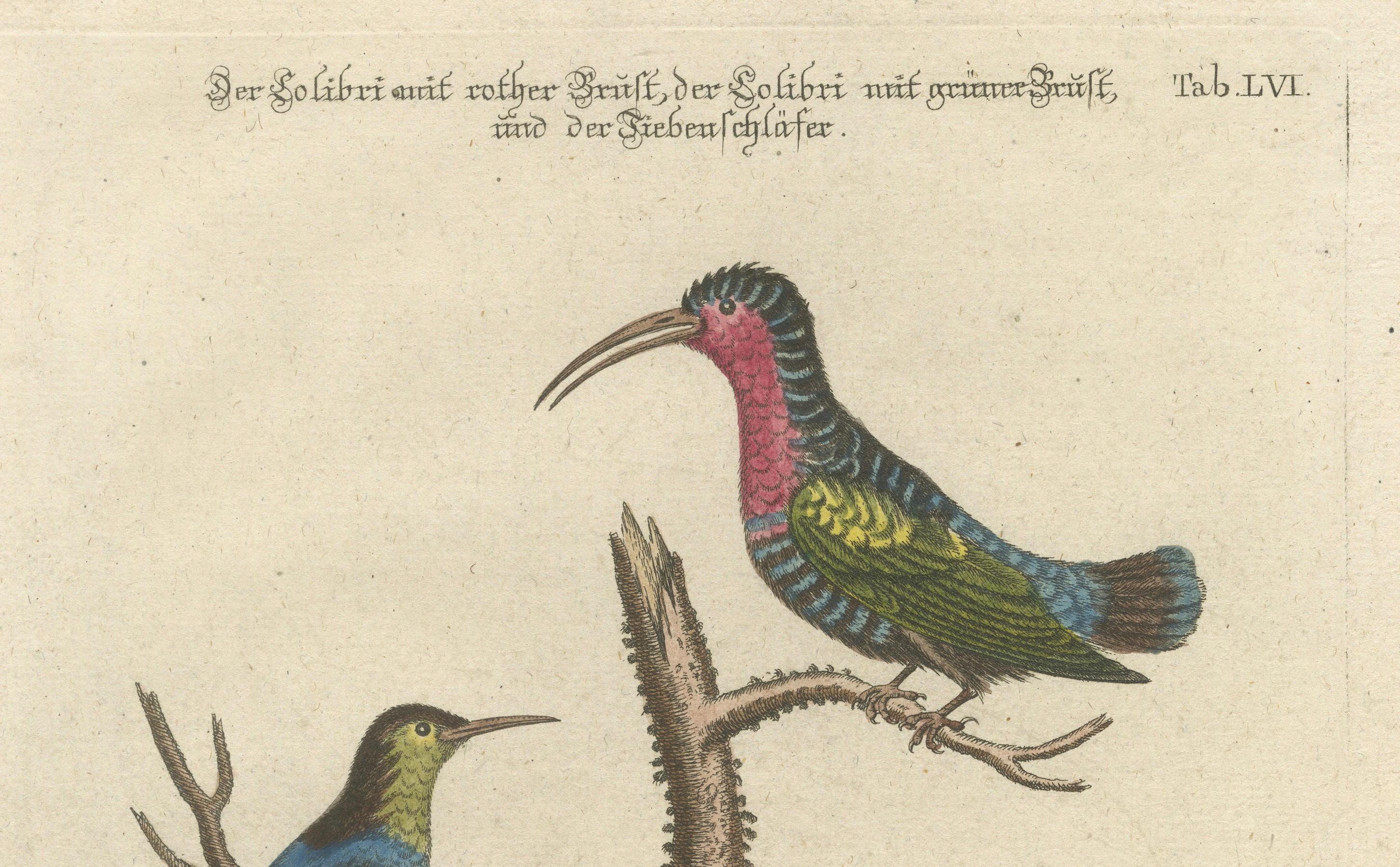 Fin du XVIIIe siècle Gravure colorée à la main d'oiseaux de chasse et de dormouse par Seligmann, ca. 1770 en vente