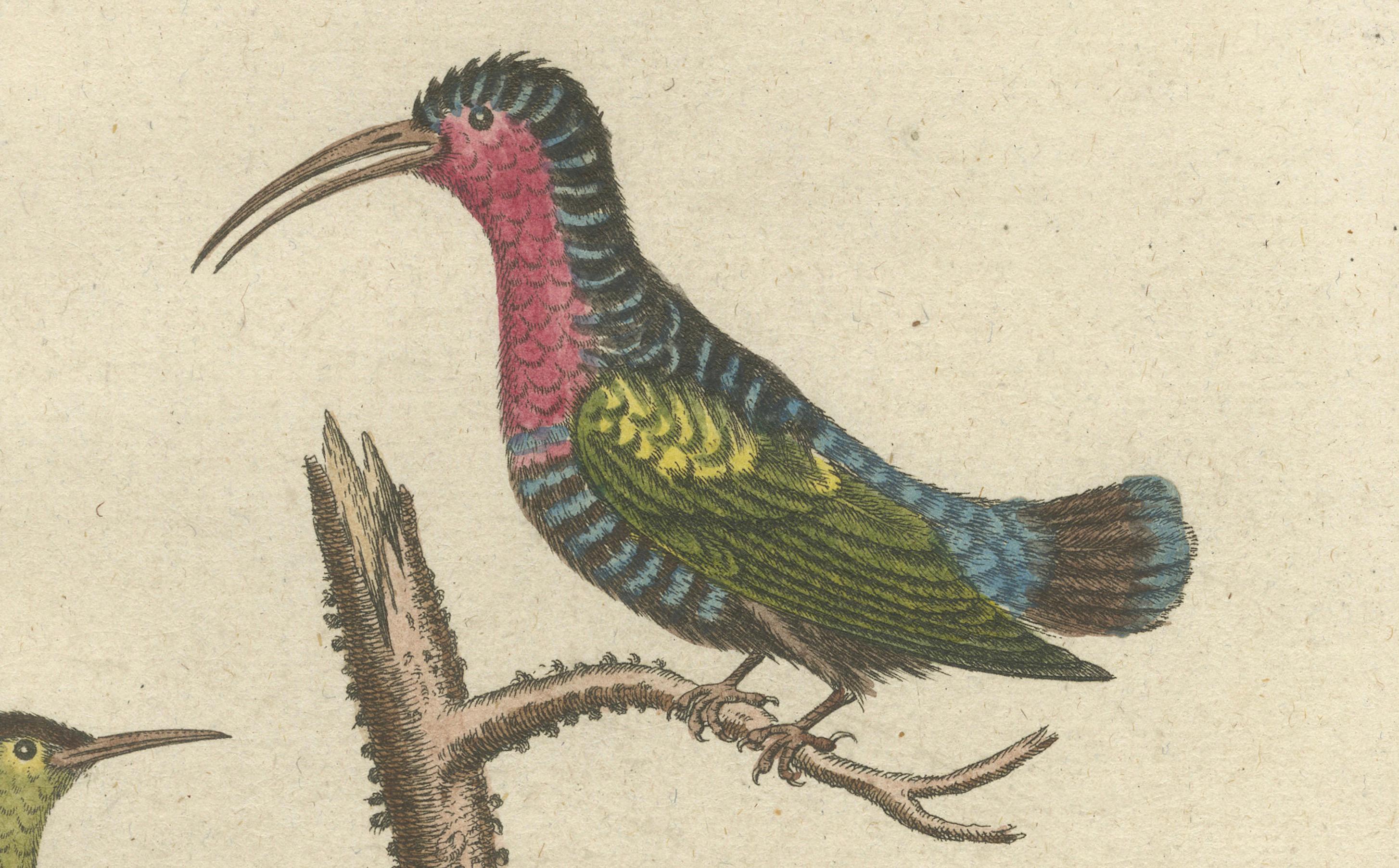 Papier Gravure colorée à la main d'oiseaux de chasse et de dormouse par Seligmann, ca. 1770 en vente