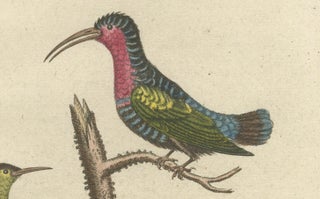 Hand-Colored Engraving of Hummingbirds and Dormouse by Seligmann, ca.1770, view 6