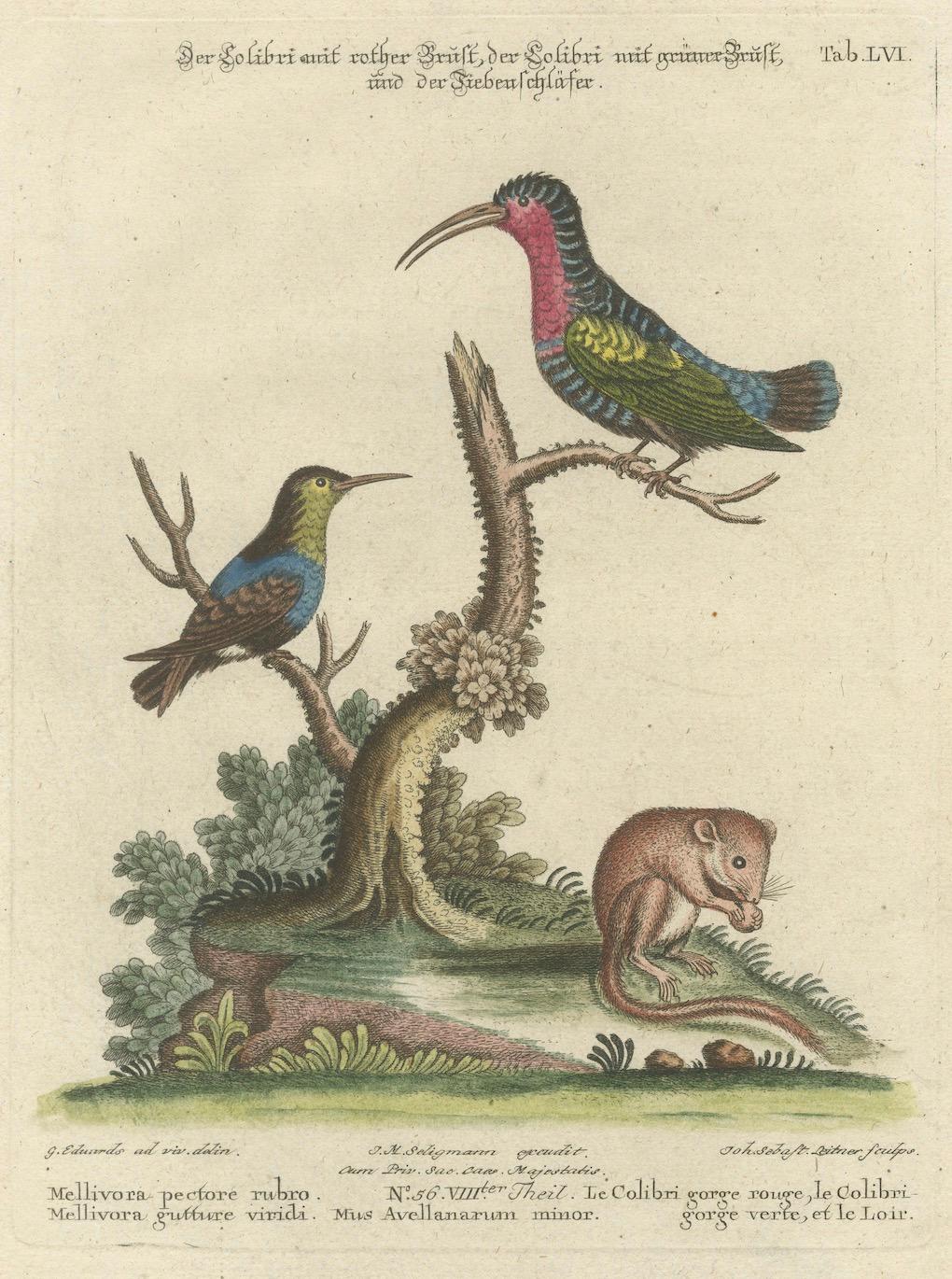 Gravure colorée à la main d'oiseaux de chasse et de dormouse par Seligmann, ca. 1770 en vente 1