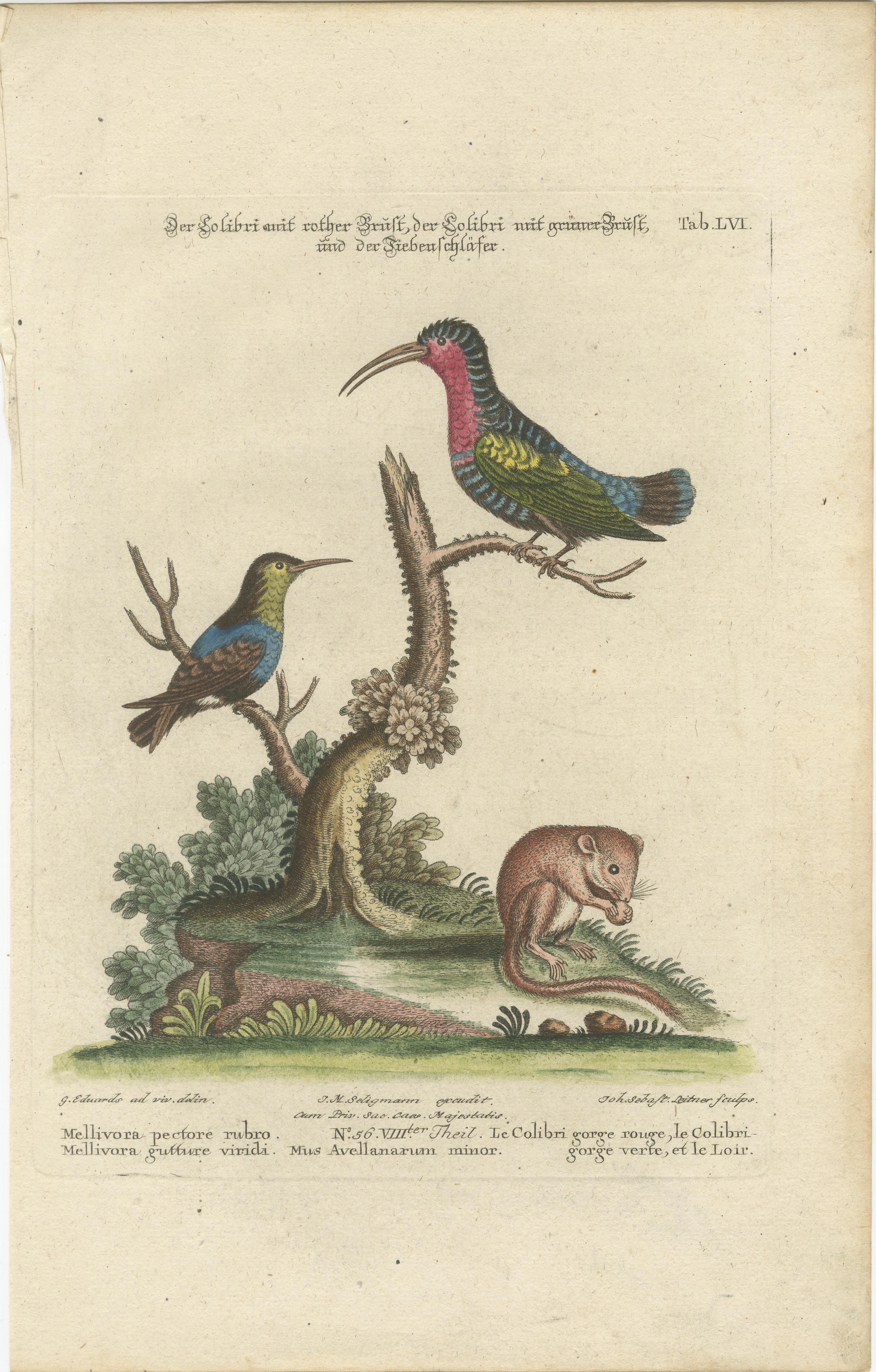 Gravure colorée à la main d'oiseaux de chasse et de dormouse par Seligmann, ca. 1770 en vente 2