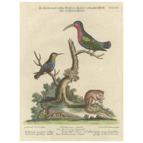 Hand-Colored Engraving of Hummingbirds and Dormouse by Seligmann, ca.1770
