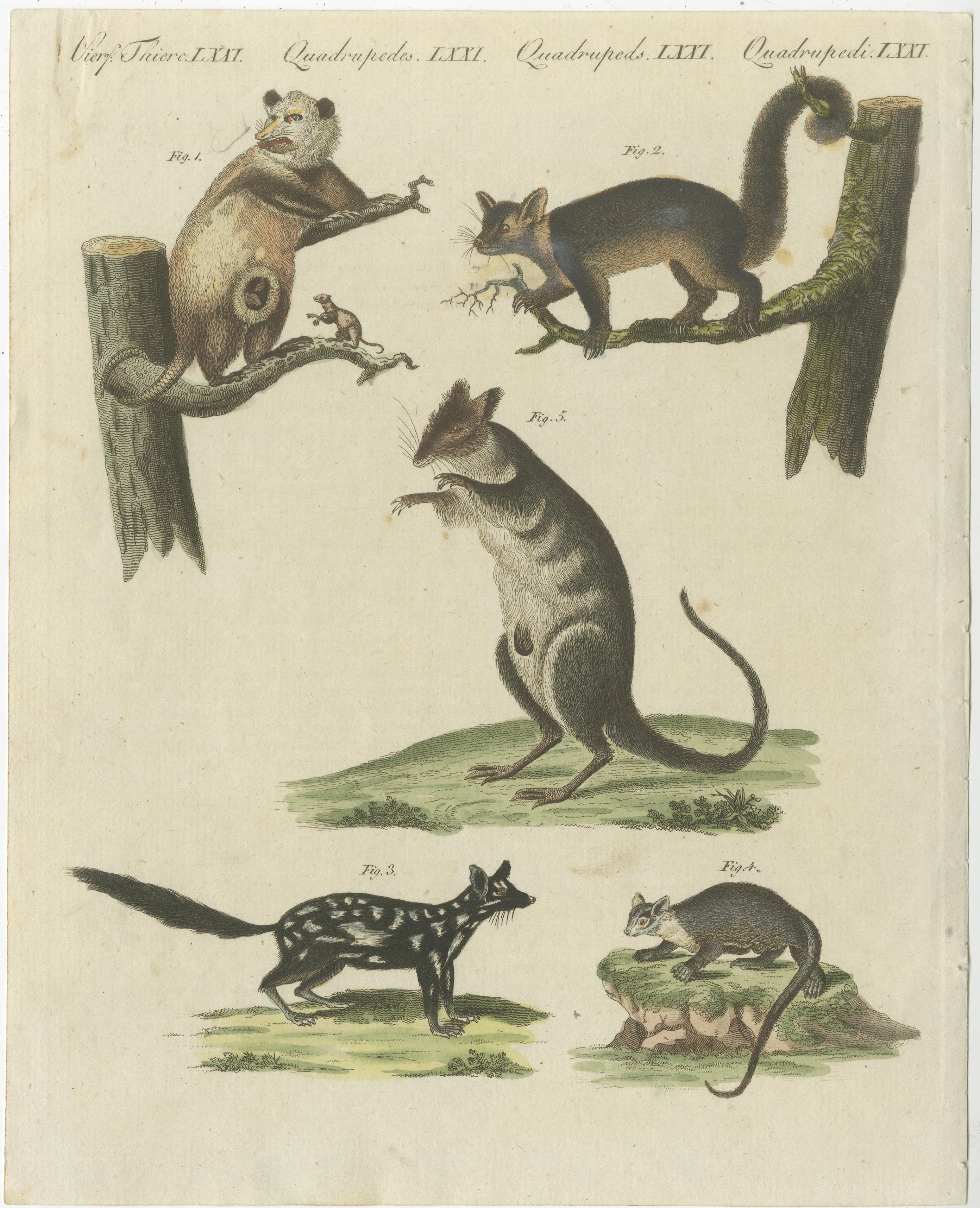 Original antique print of opossums. Originates from Bertuch's 'Bilderbuch für Kinder'. In 1790 Friedrich Justin Bertuch started his biggest book-project ever. Issued in 12 volumes it containes short articles written at a child's level of