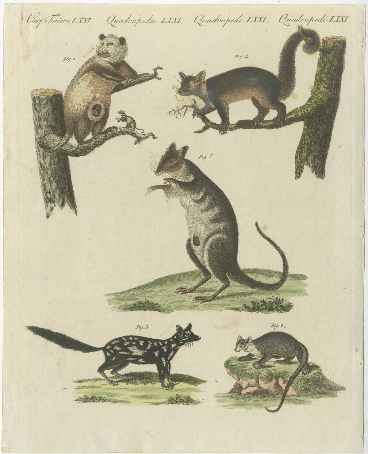 Hand Colored Engraving of Opossums
