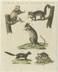 Hand Colored Engraving of Opossums
