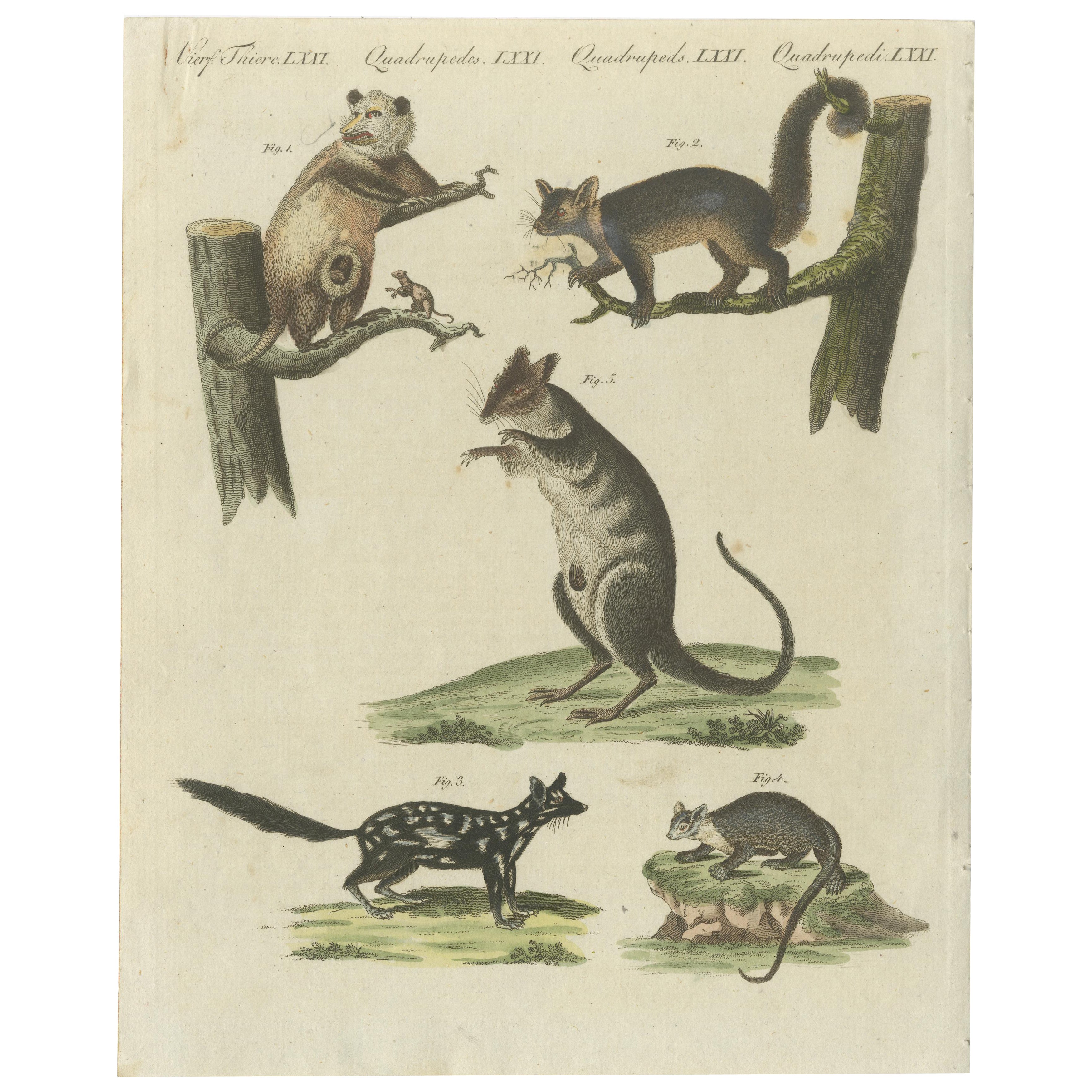 Handkolorierte Gravur von Opossums