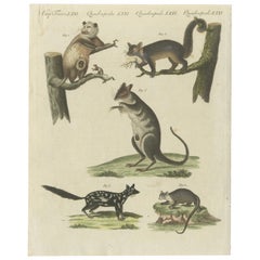 Antique Hand Colored Engraving of Opossums