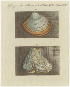 Antique Engraving of Phellinus Igniarius & Laricifomes Officinalis Fungi, 1795