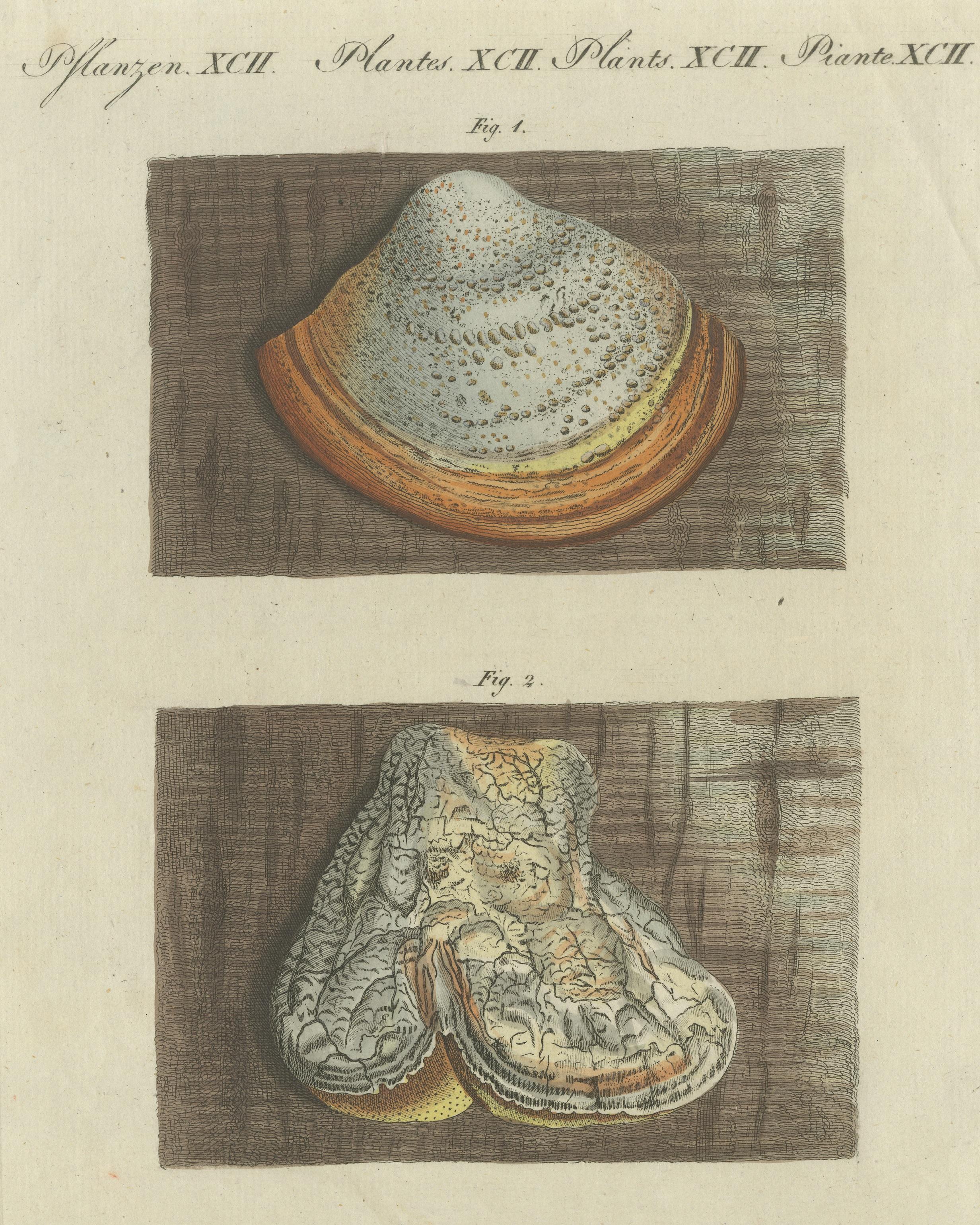 Handkolorierte Gravur von Phellinus Igniarius und Laricifomes Officinalis Fungi im Zustand „Relativ gut“ im Angebot in Langweer, NL