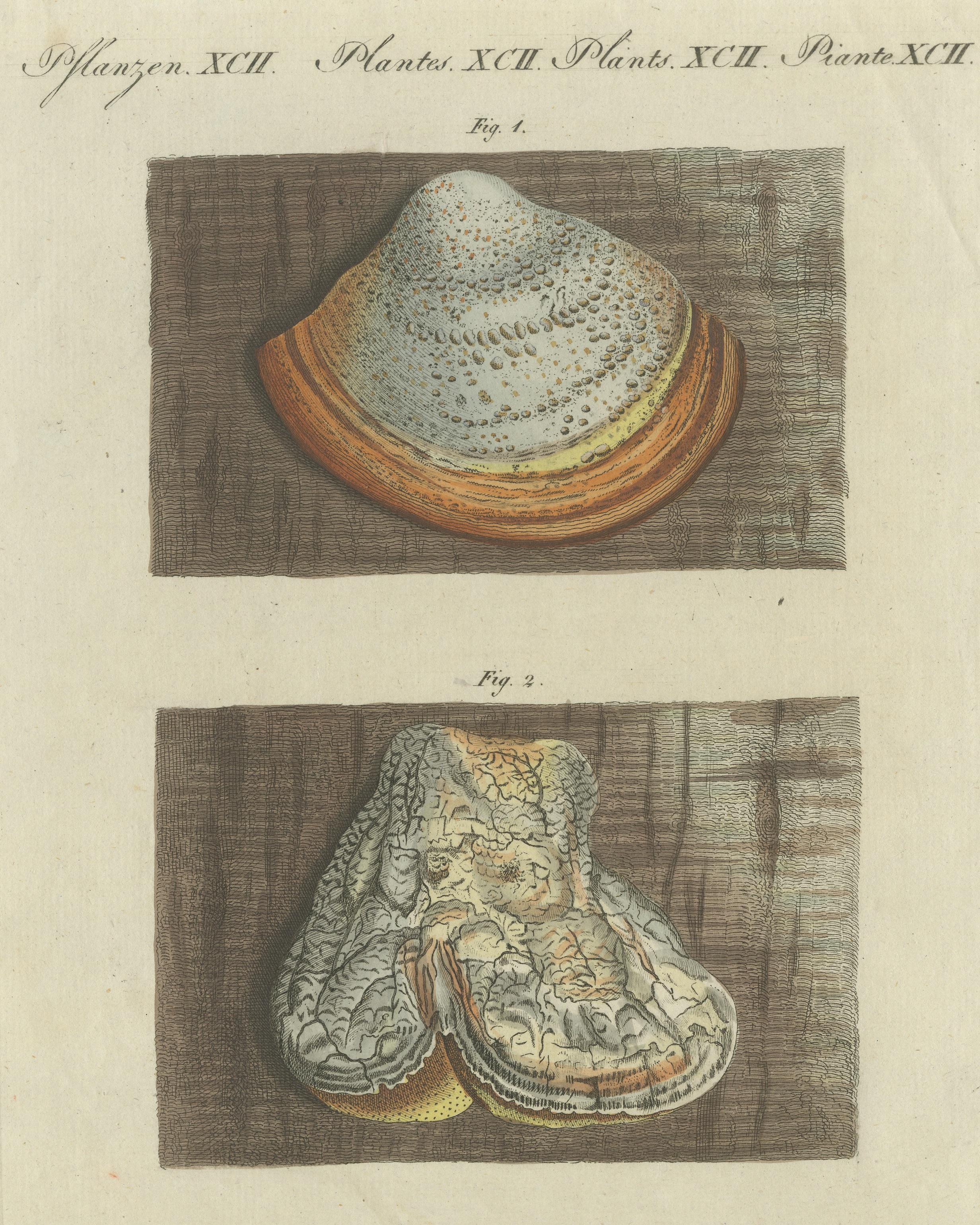 Hand Colored Engraving of Phellinus Igniarius and Laricifomes Officinalis Fungi In Fair Condition For Sale In Langweer, NL