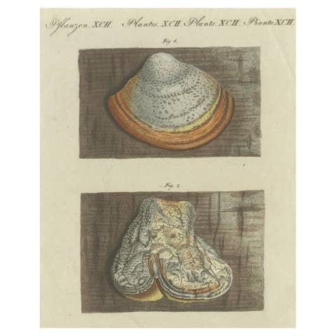 Antique Engraving of Phellinus Igniarius & Laricifomes Officinalis Fungi, 1795