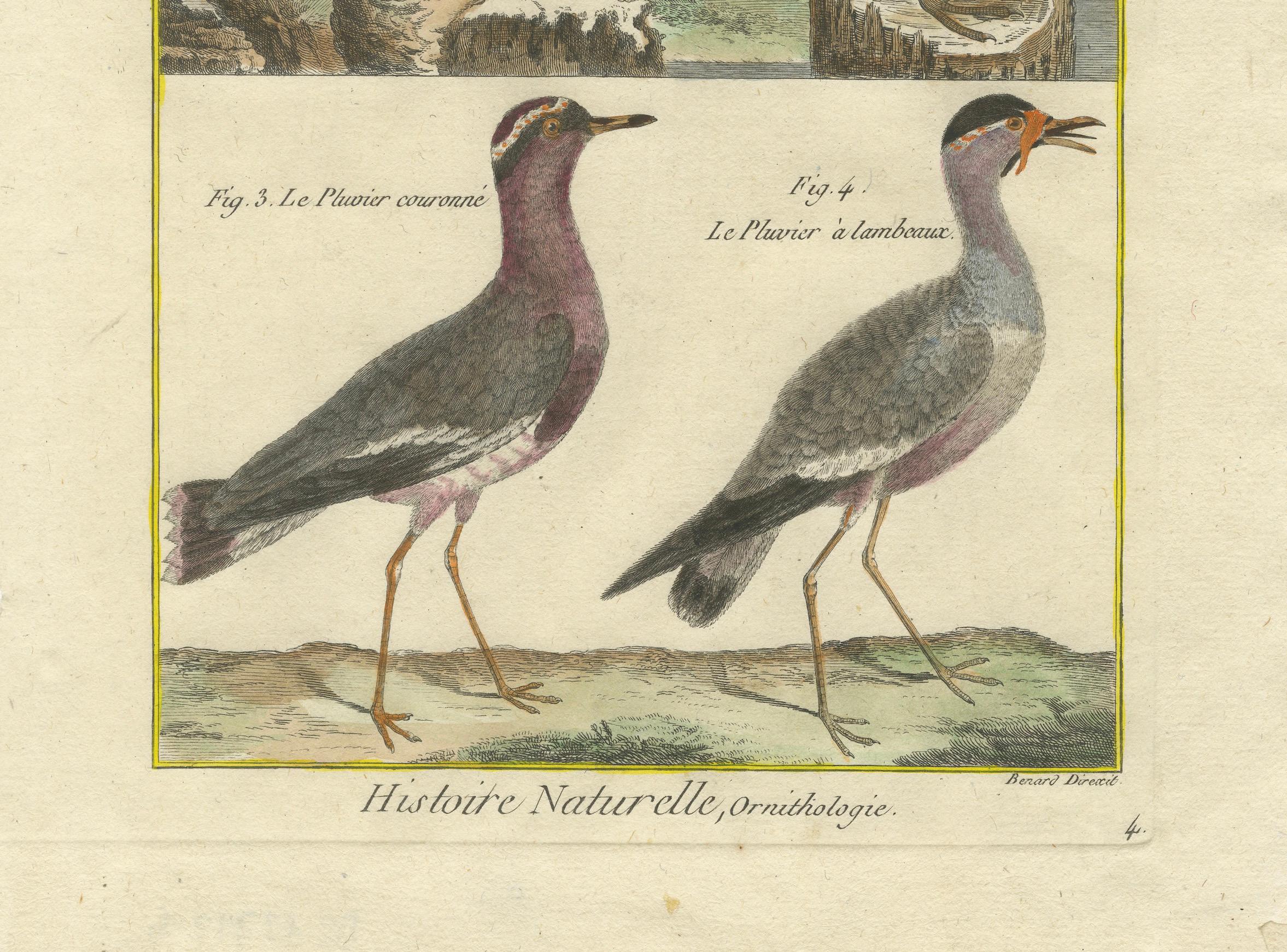 Este grabado es una estampa en cobre coloreada a mano por Robert Benard, que forma parte de la *Histoire Naturelle* de la *Encyclopédie Méthodique*, hacia 1790. Las aves que se muestran aquí pertenecen a la familia de los Pluvier (chorlitejos), que