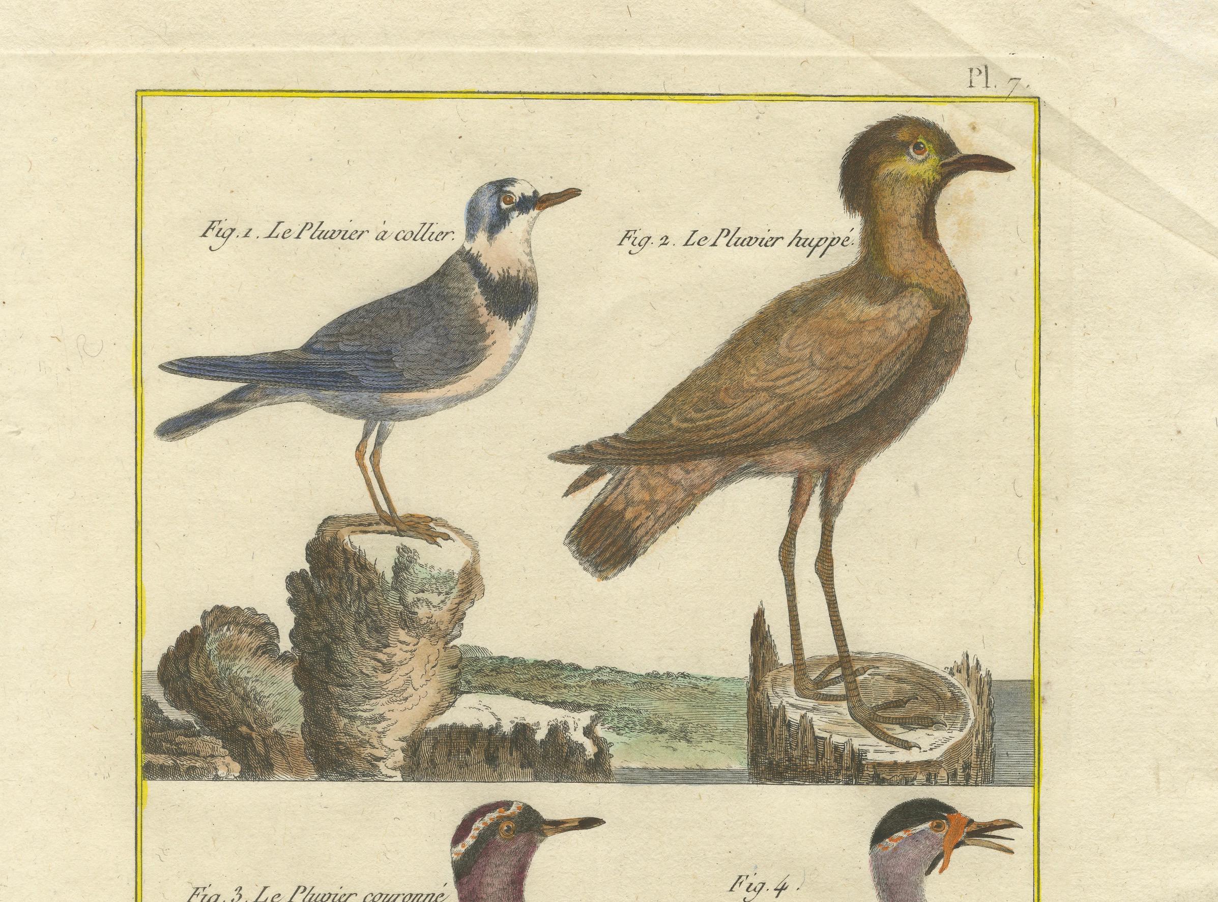 Grabado coloreado a mano de chorlitos y avefrías de la Histoire Naturelle, 1790 en Bueno estado para la venta en Langweer, NL