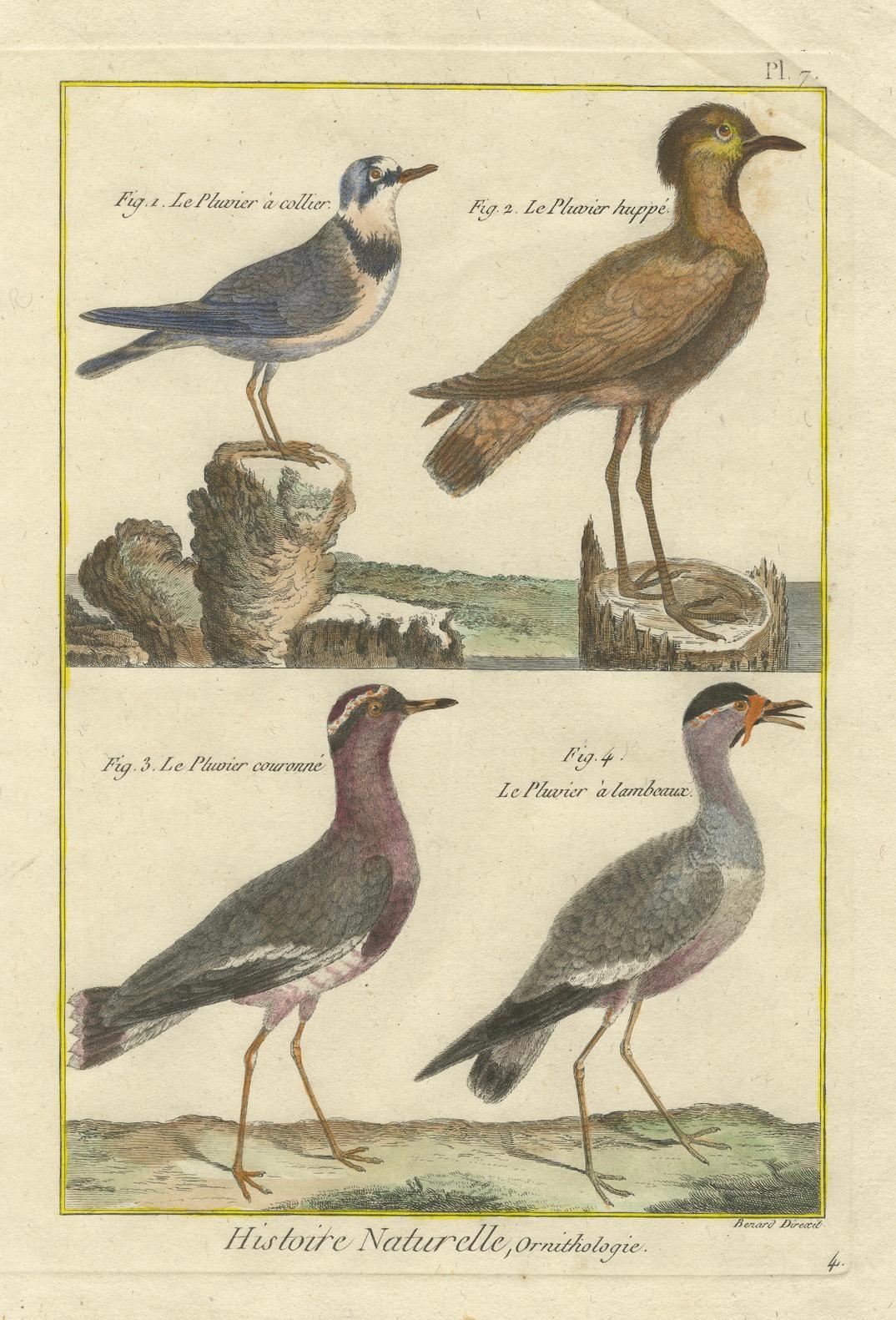 Grabado coloreado a mano de chorlitos y avefrías de la Histoire Naturelle, 1790 finales del siglo XVIII en venta