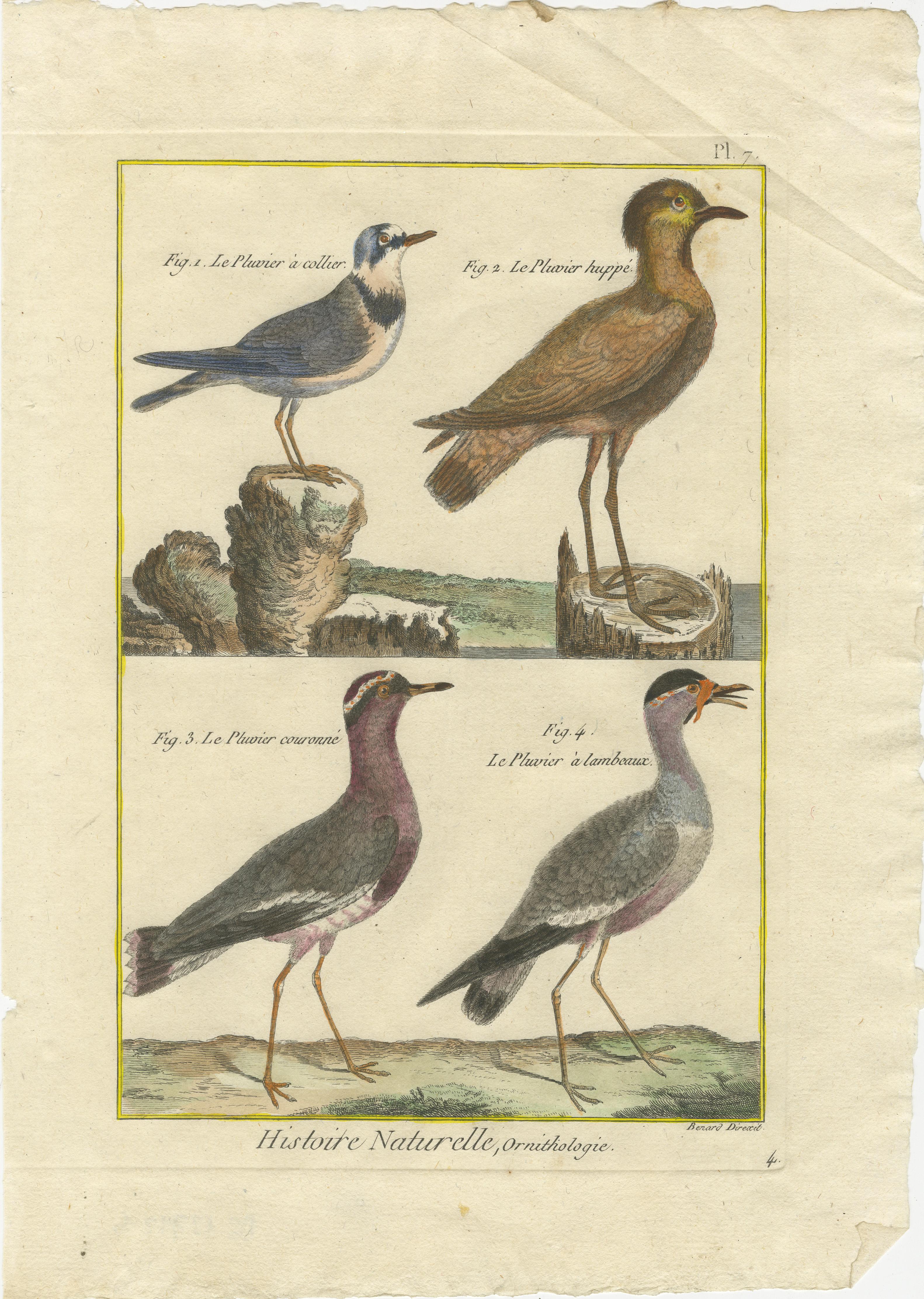 Grabado coloreado a mano de chorlitos y avefrías de la Histoire Naturelle, 1790 Papel en venta