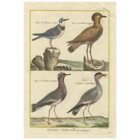 Hand-Colored Engraving of Plovers and Lapwings from Histoire Naturelle, 1790