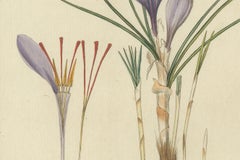 Hand-Colored Engraving of Saffron Crocus, Crocus sativus, by F. Guimpel, 1819