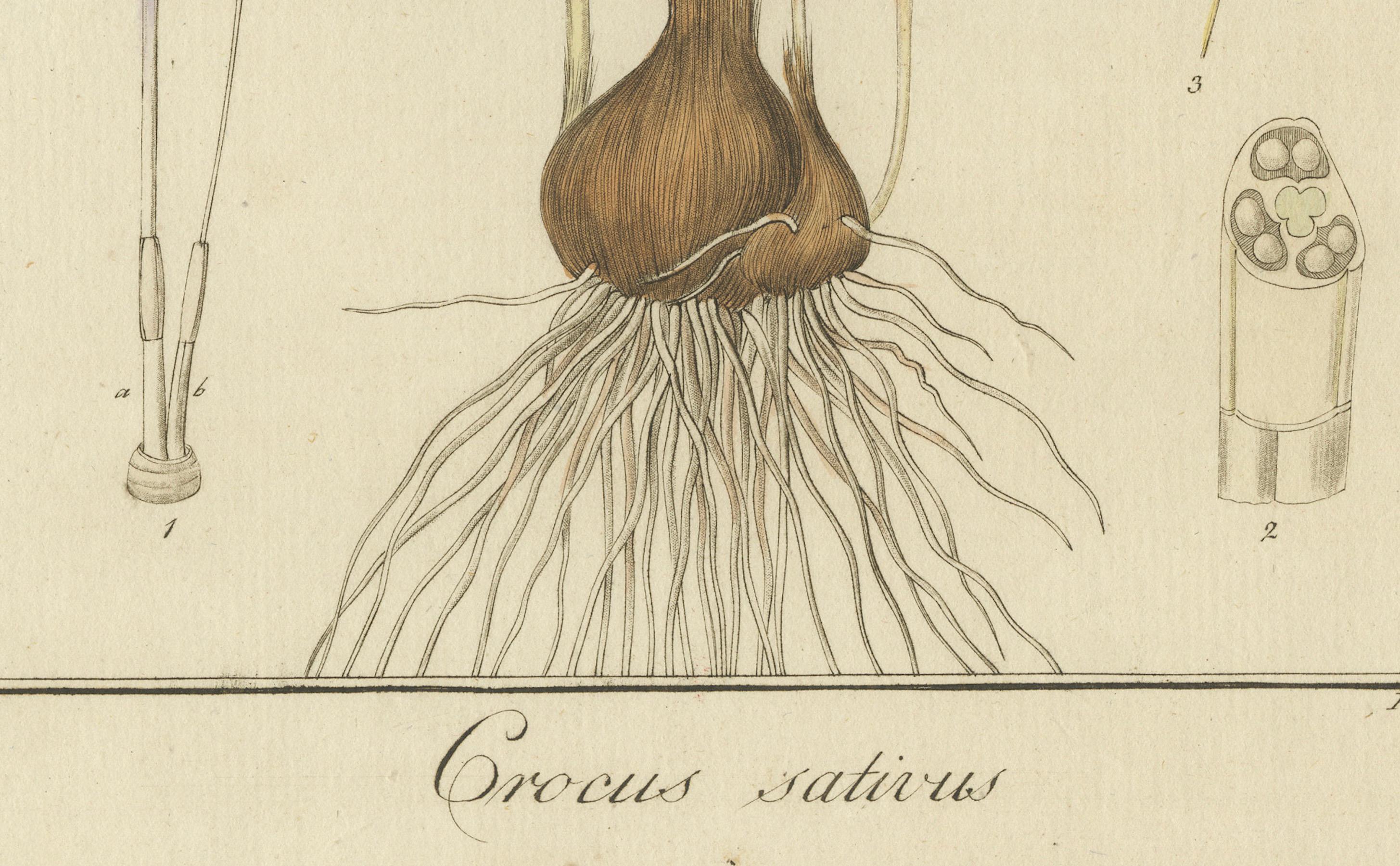 Handkolorierte Gravur von safranfarbenem Krokodil, Krokodil sativus, von F. Guimpel, 1819 (Graviert) im Angebot