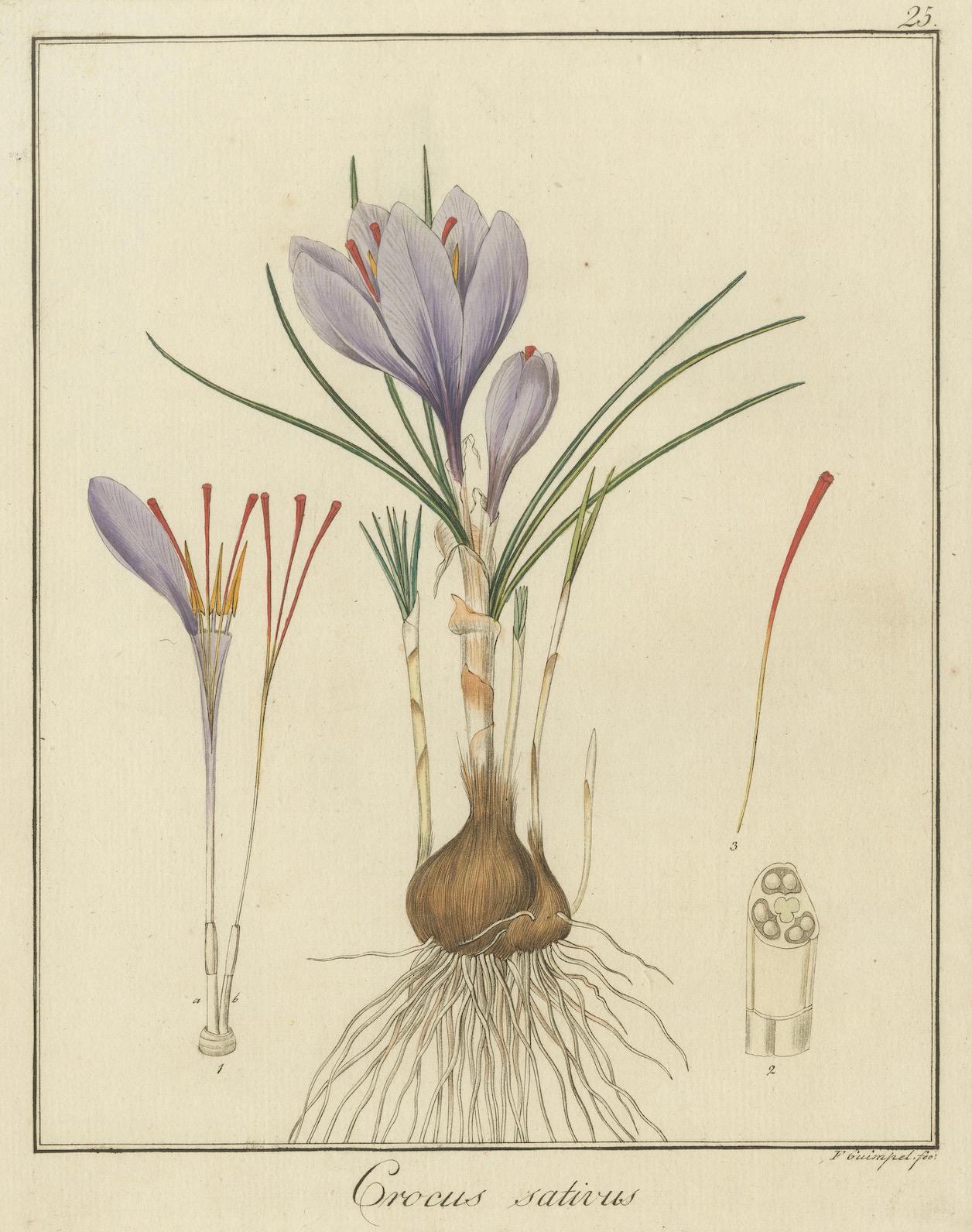 Handkolorierte Gravur von safranfarbenem Krokodil, Krokodil sativus, von F. Guimpel, 1819 (Frühes 19. Jahrhundert) im Angebot