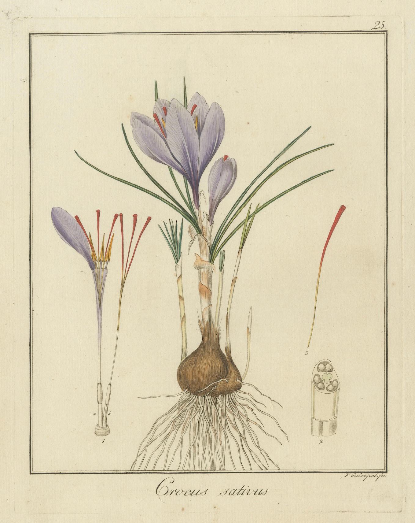 Handkolorierte Gravur von safranfarbenem Krokodil, Krokodil sativus, von F. Guimpel, 1819 (Papier) im Angebot