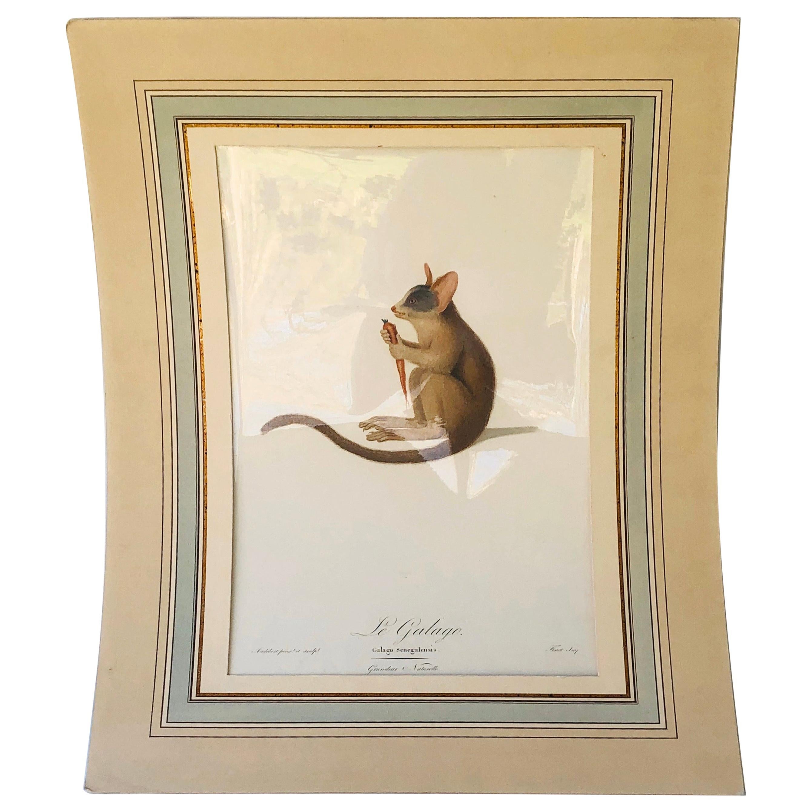 Hand-Colored Engraving of Senegal Galago 'Bushbaby' by Jean-Baptiste Audebert For Sale
