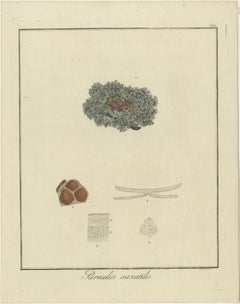 Hand-Colored Engraving of Shield Lichen, Parmelia saxatilis, by F. Guimpel, 1819