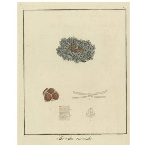 Hand-Colored Engraving of Shield Lichen, Parmelia saxatilis, by F. Guimpel, 1819
