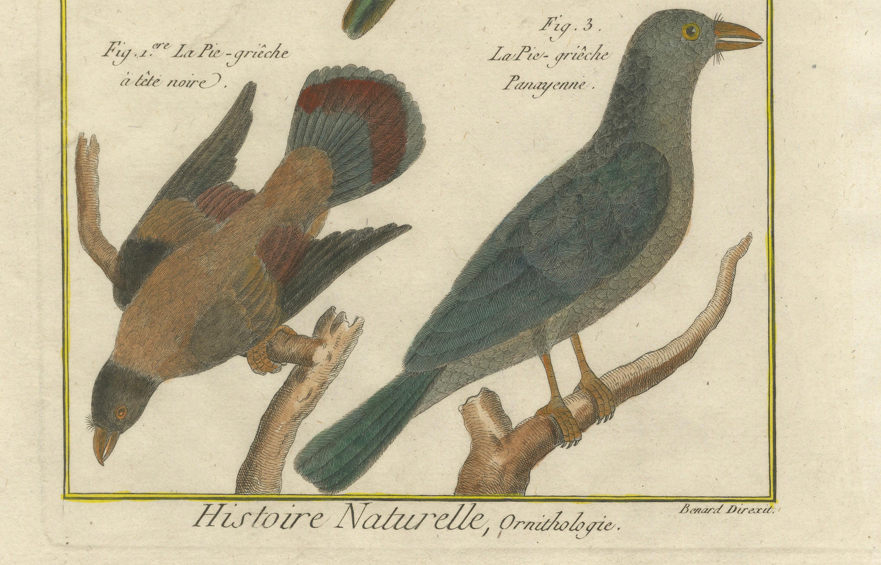 This hand-colored copperplate engraving by Robert Benard, part of the *Histoire Naturelle* from the *Encyclopédie Méthodique*, circa 1790, depicts four distinct species of birds labeled as shrikes (*Pie-grieche*), characterized by their hooked beaks