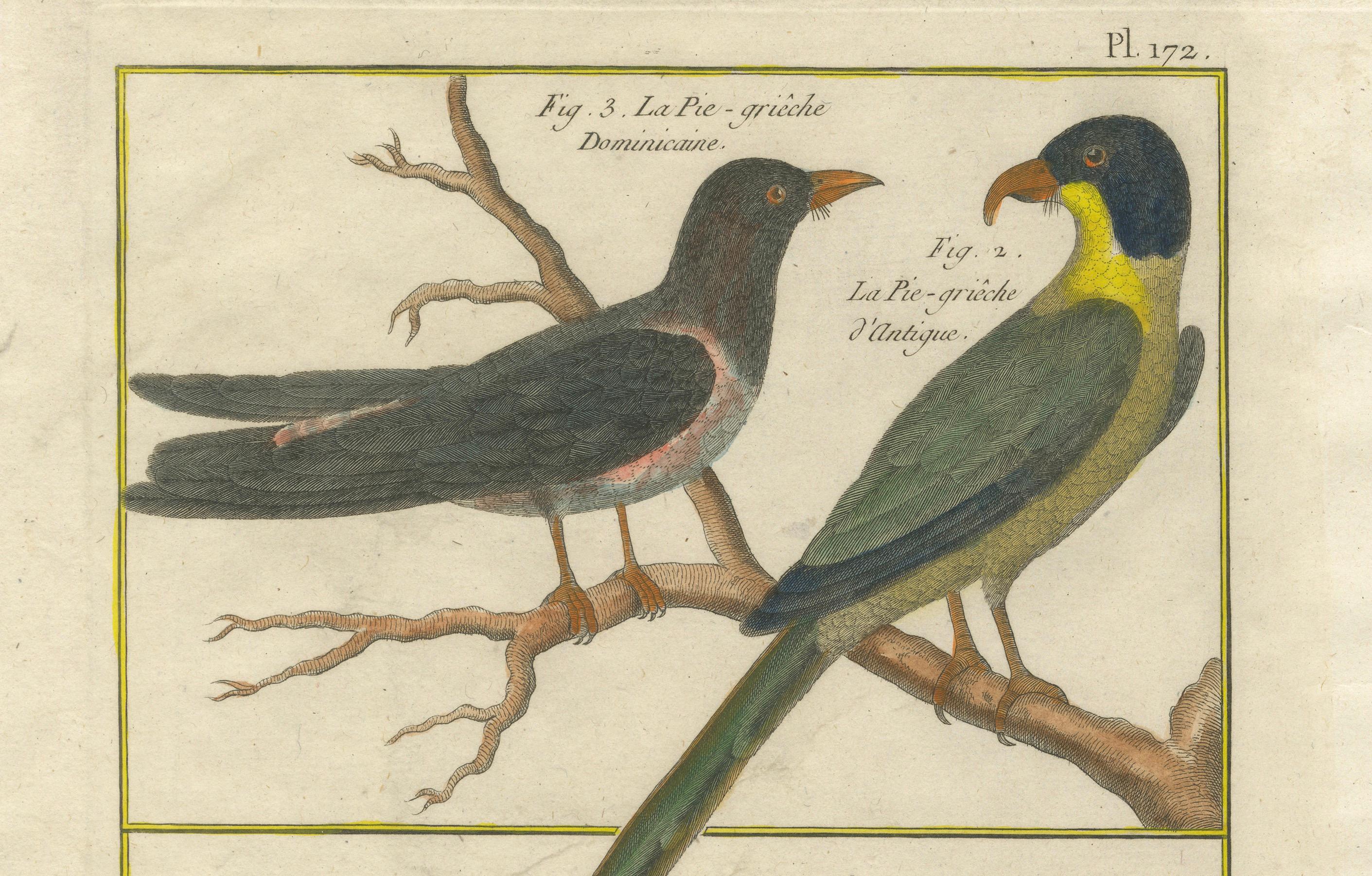 Engraved Hand-Colored Engraving of Shrike Species from the Caribbean and Southeast Asia For Sale