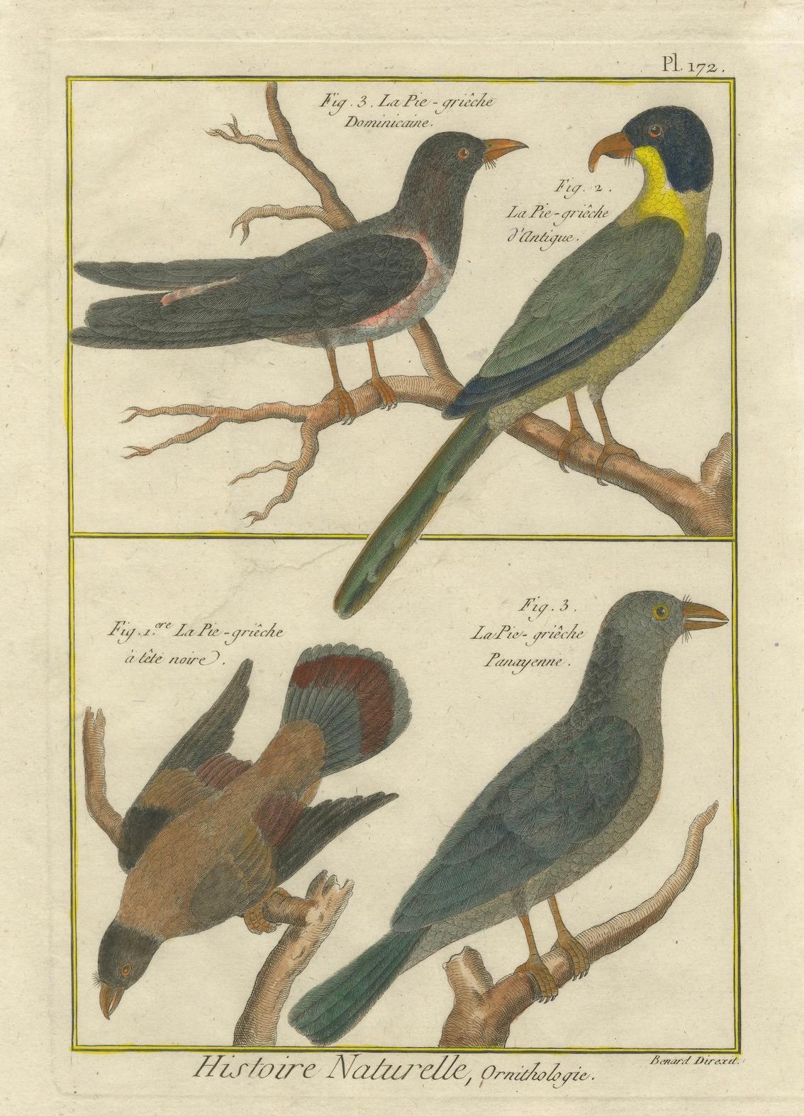 Hand-Colored Engraving of Shrike Species from the Caribbean and Southeast Asia In Good Condition For Sale In Langweer, NL