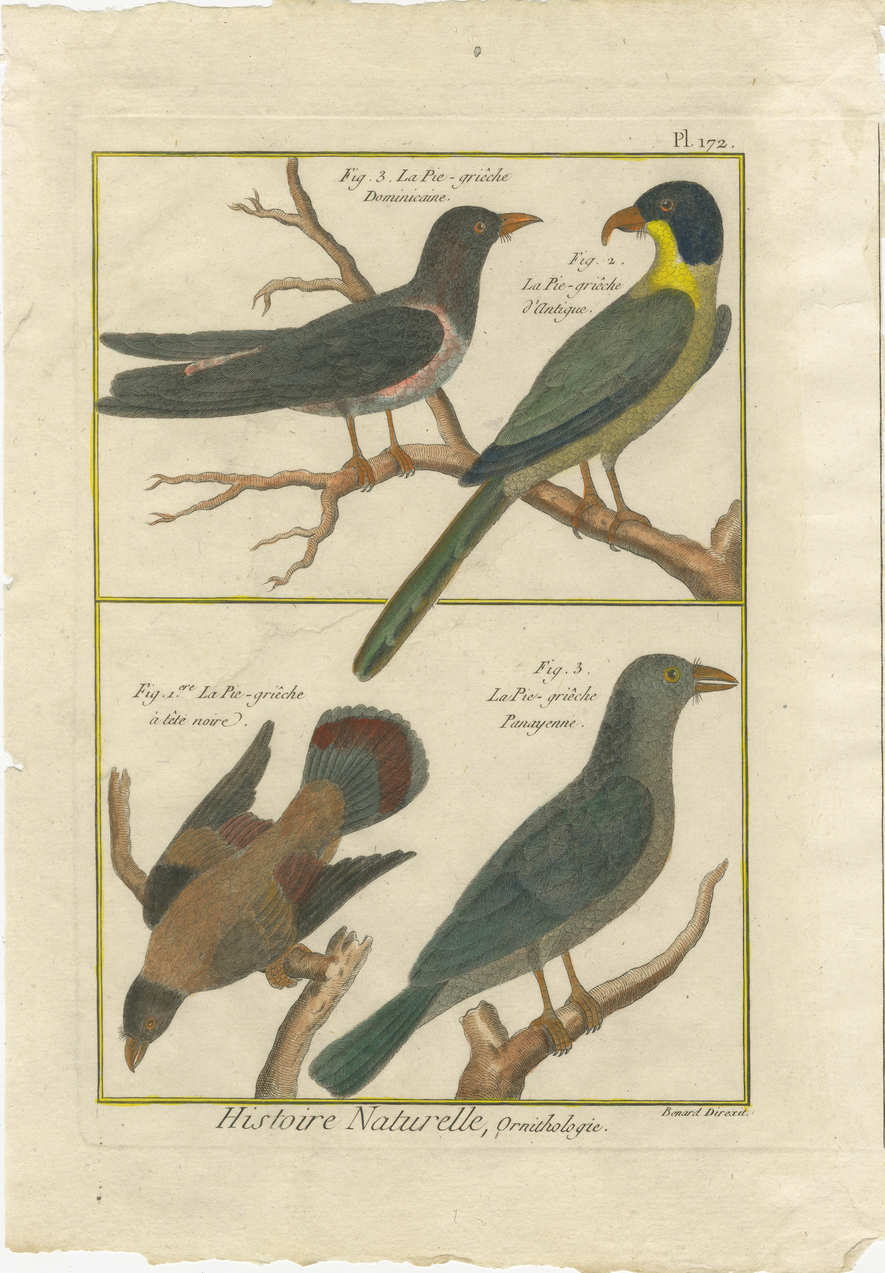 Late 18th Century Hand-Colored Engraving of Shrike Species from the Caribbean and Southeast Asia For Sale