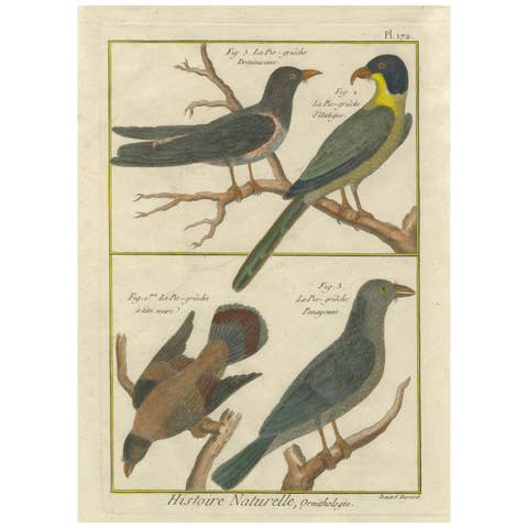 Hand-Colored Engraving of Shrike Species from the Caribbean and Southeast Asia