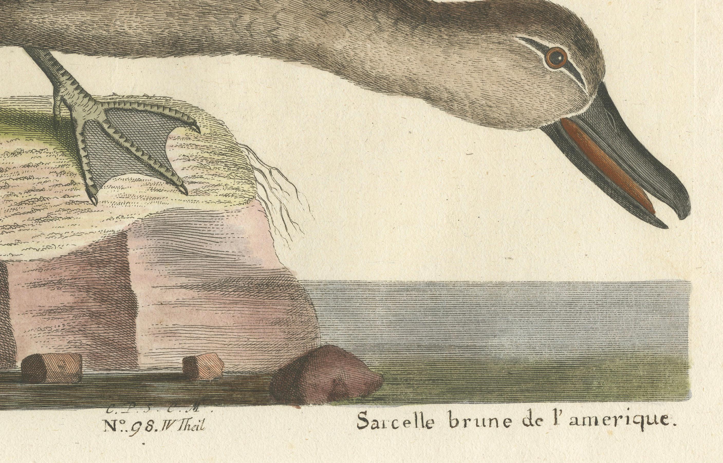 Titel: Blaues Amerikanisches Kriechentlein - Handkolorierter Kupferstich der amerikanischen Blauflügelente von Johann Michael Seligmann, 18.  

Dieser eindrucksvolle handkolorierte Stich mit dem Titel 