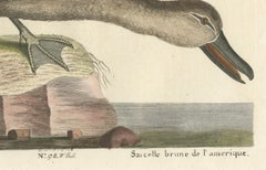 Hand-Colored Engraving of the American Blue-Winged Teal by Seligmann, ca.1770